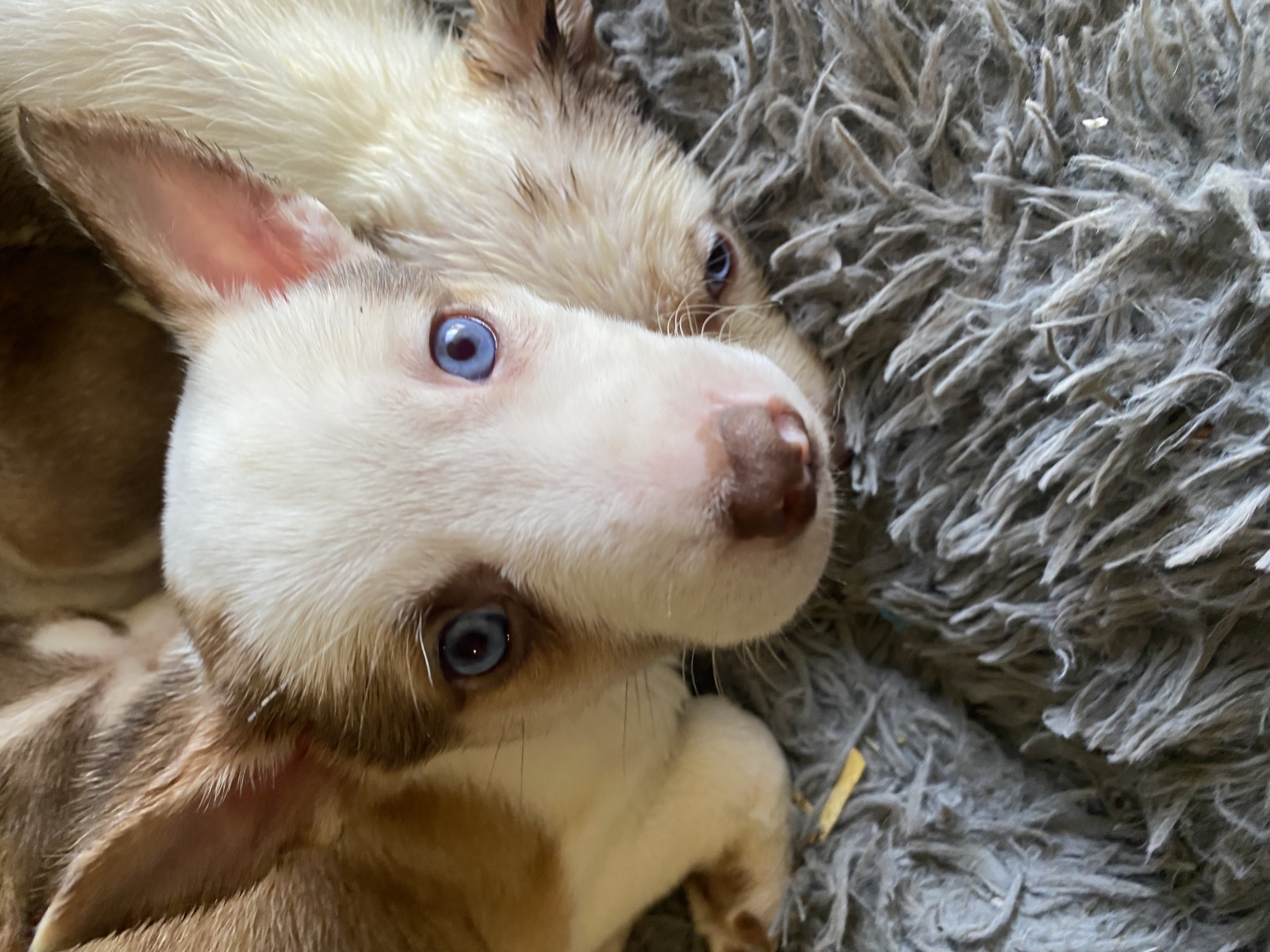 Pitsky puppies