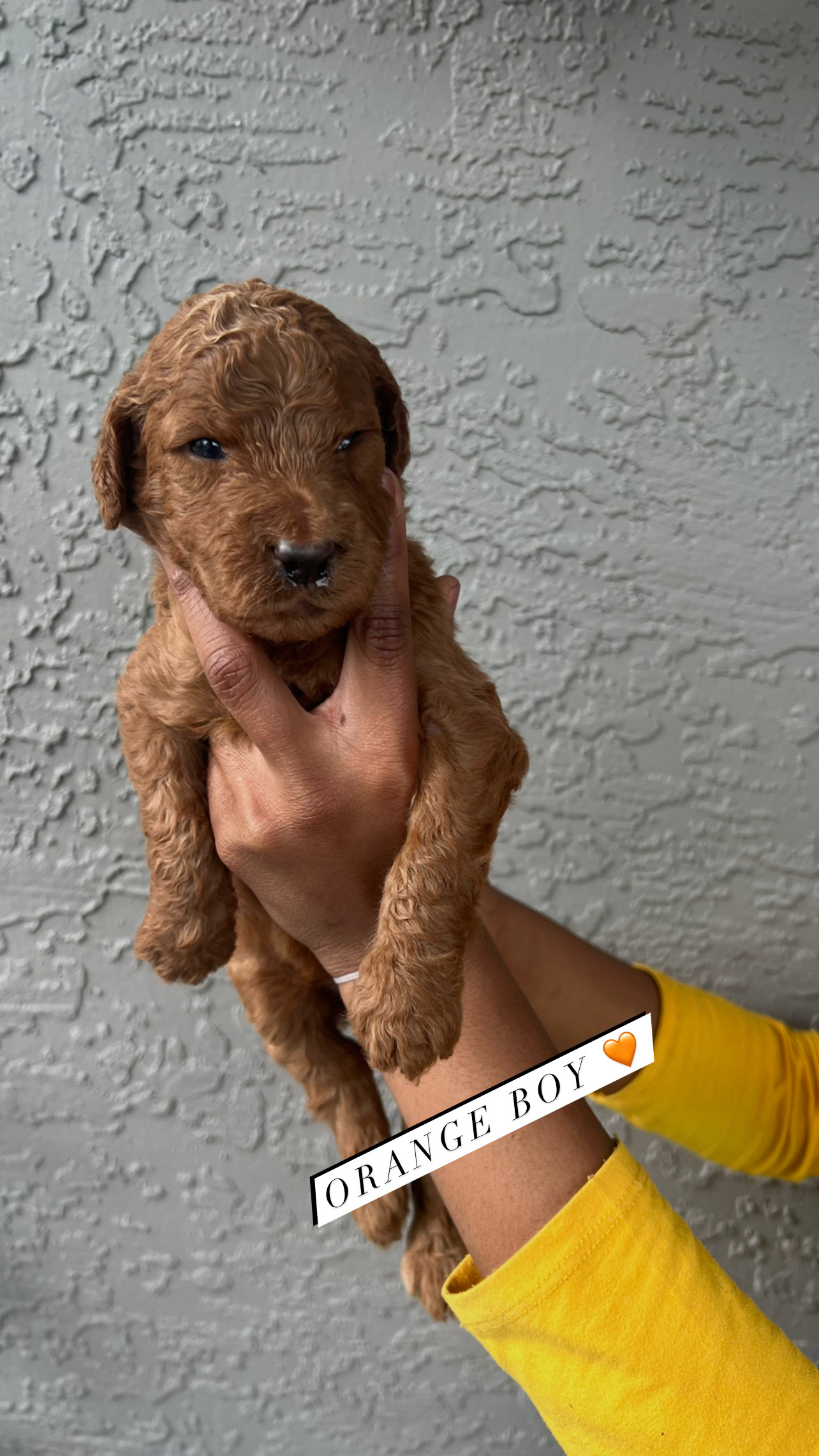 Goldendoodle puppies