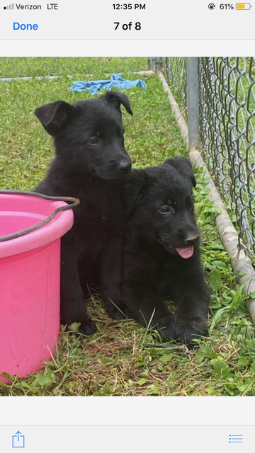 German Shepherd Puppies