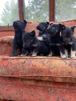 German Shepherd Puppies