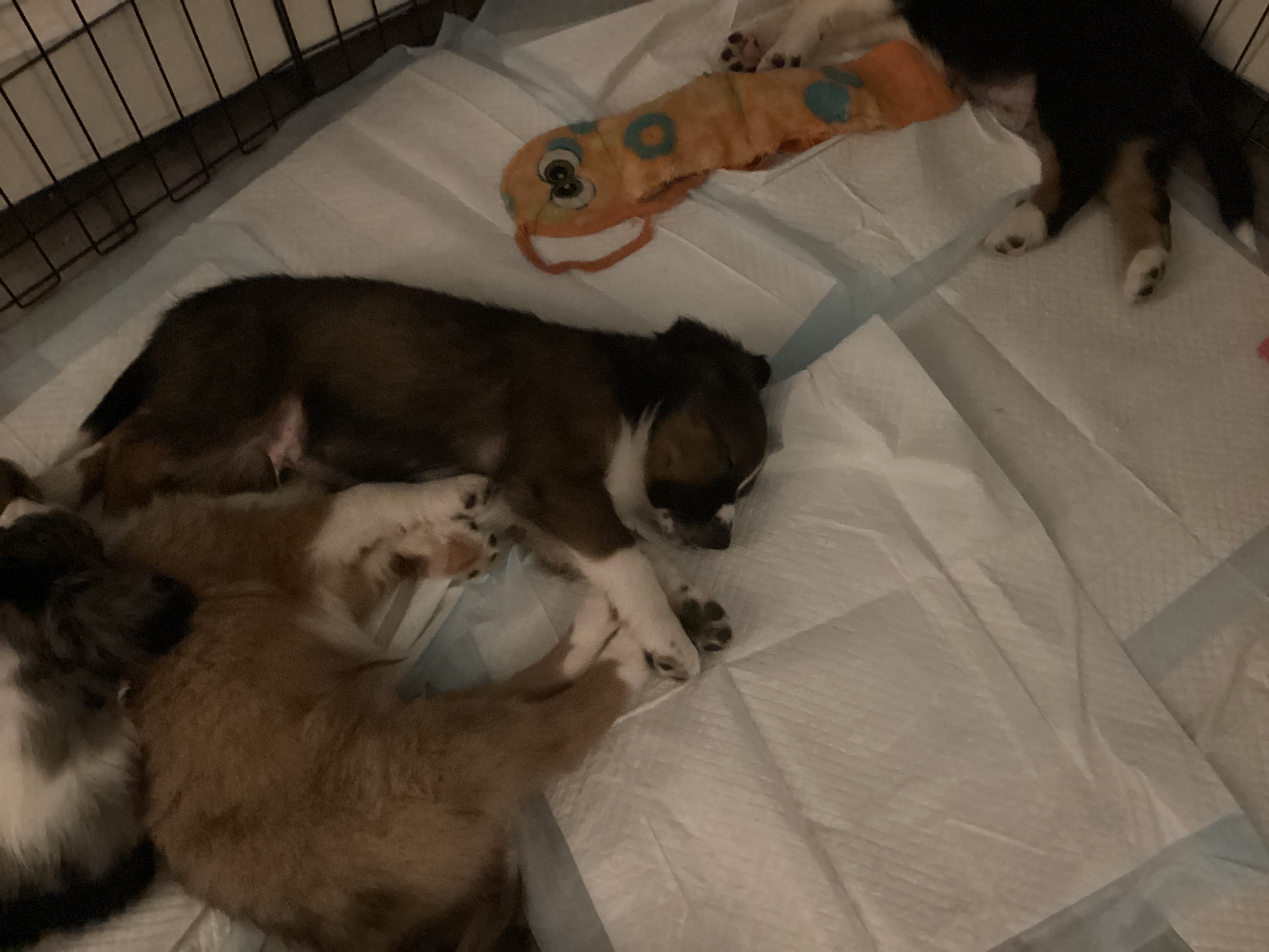 Patterson Pups