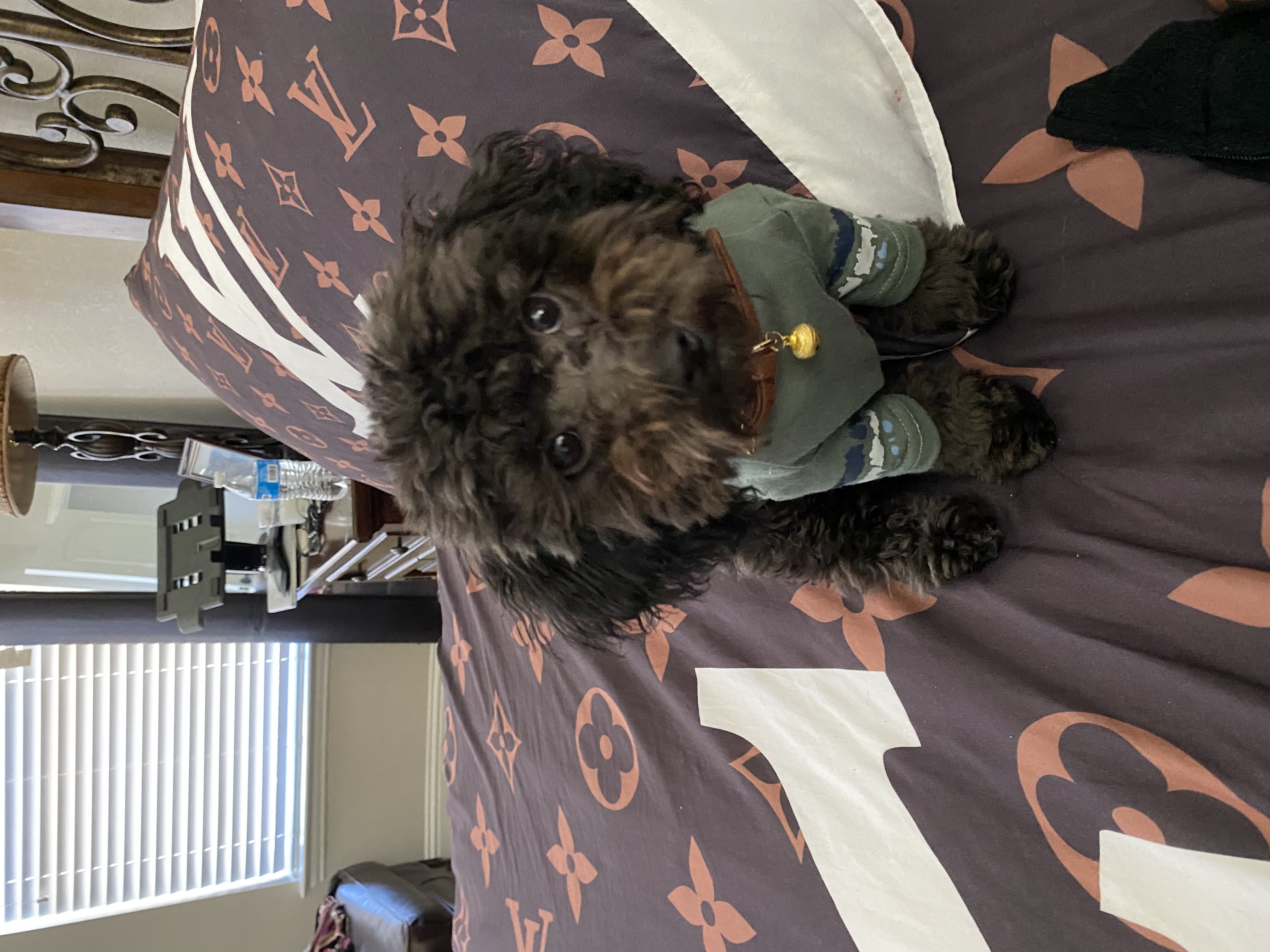 Toy poodle