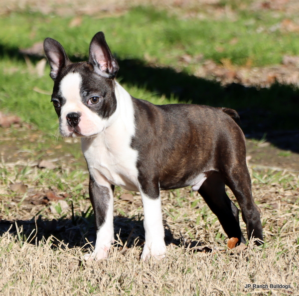 AKC Boston Terrier puppies in Texas