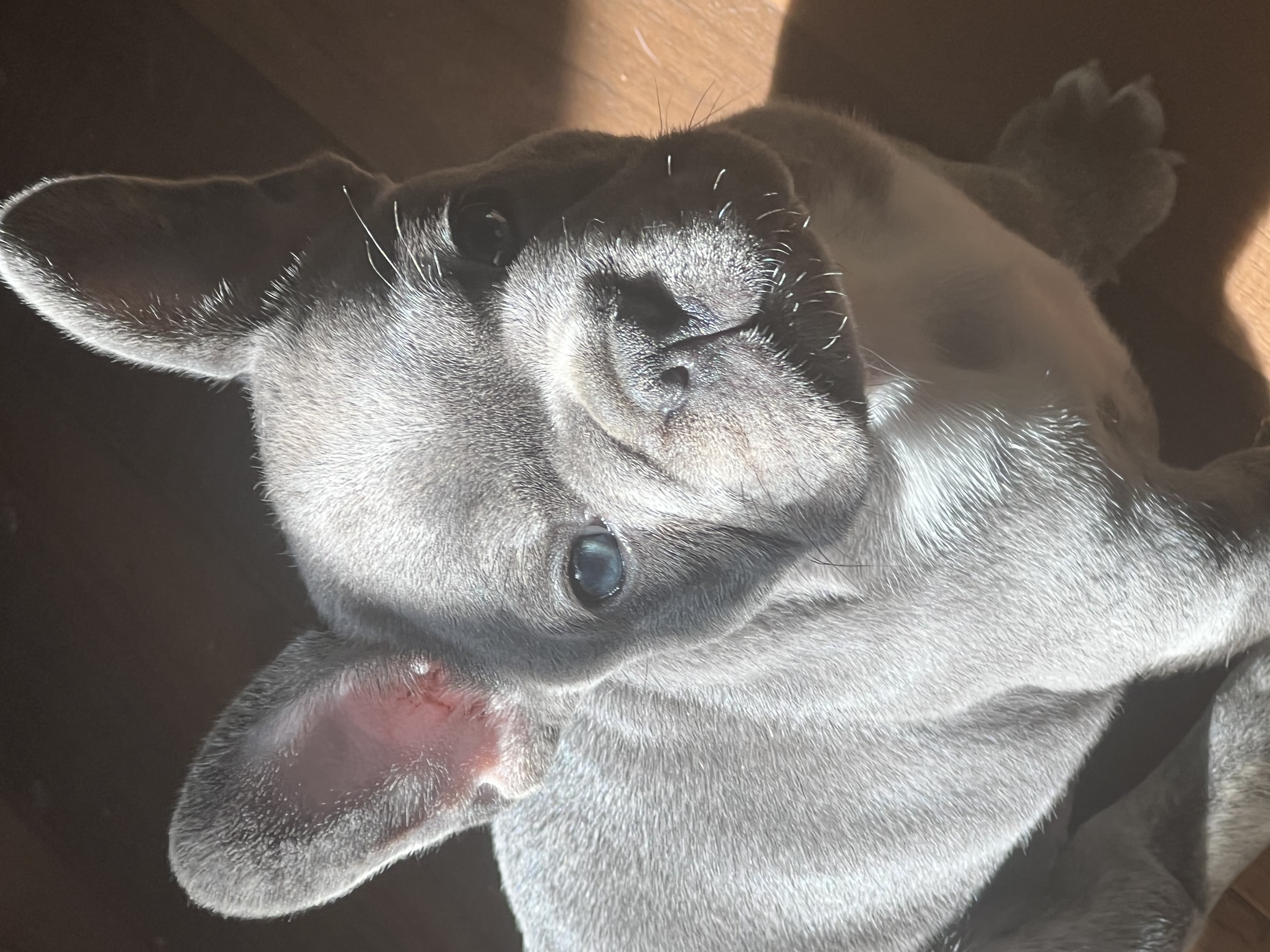Beautiful akc blue