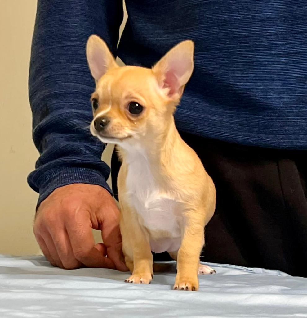 Chihuahua puppies