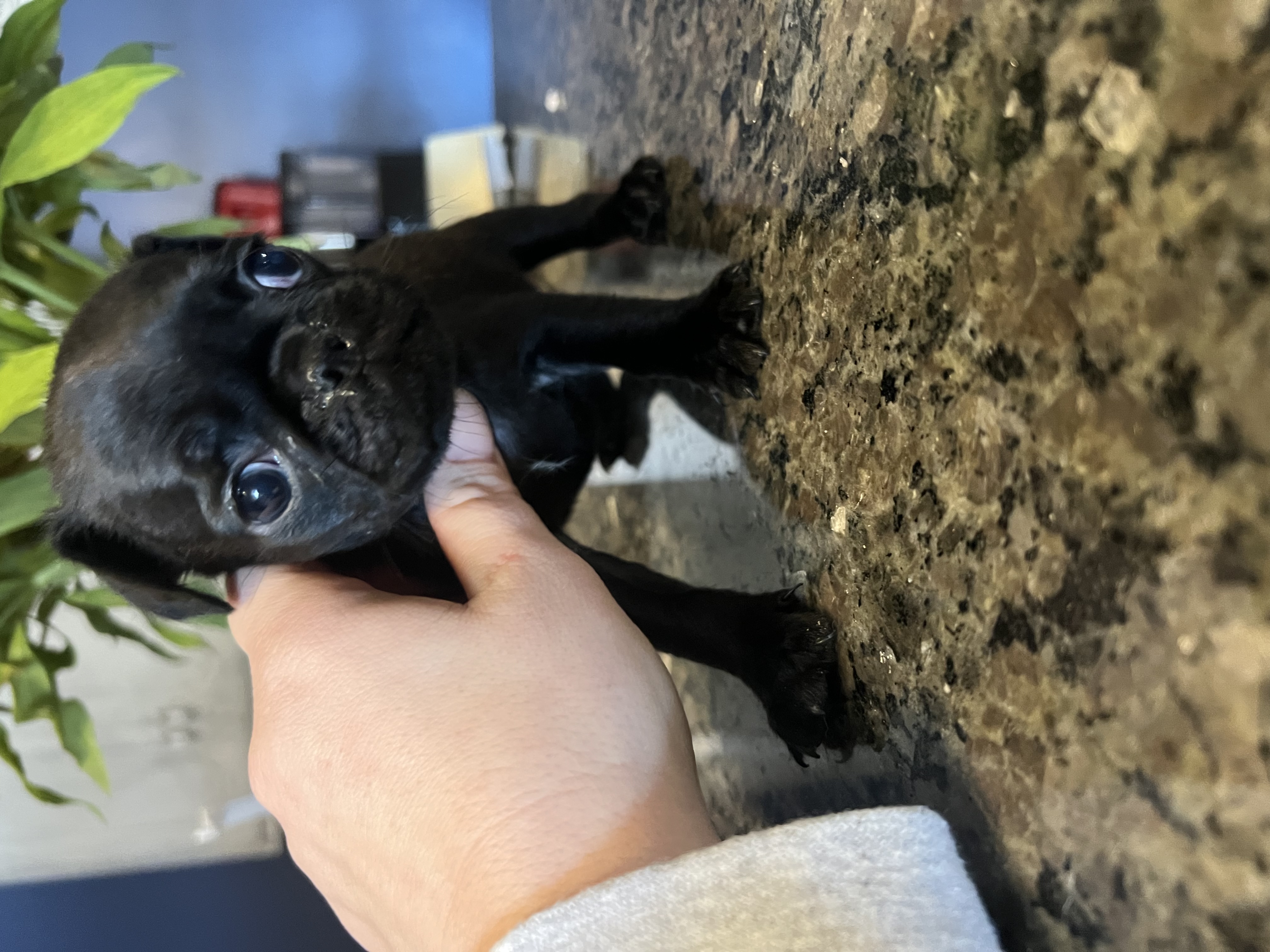 AKC puggles