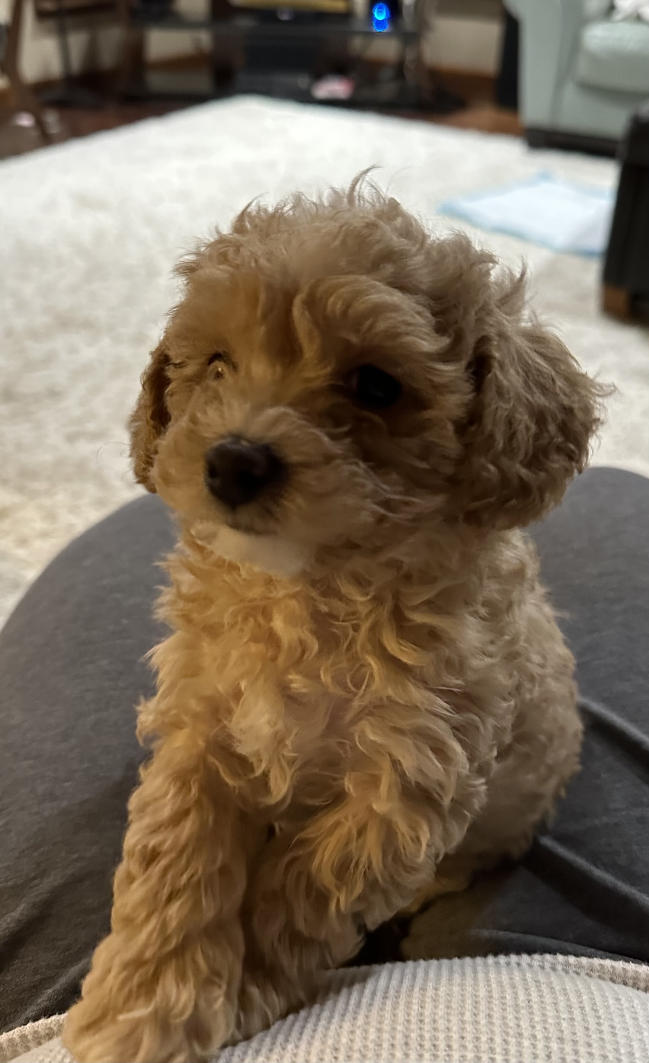 CKC toy poodles