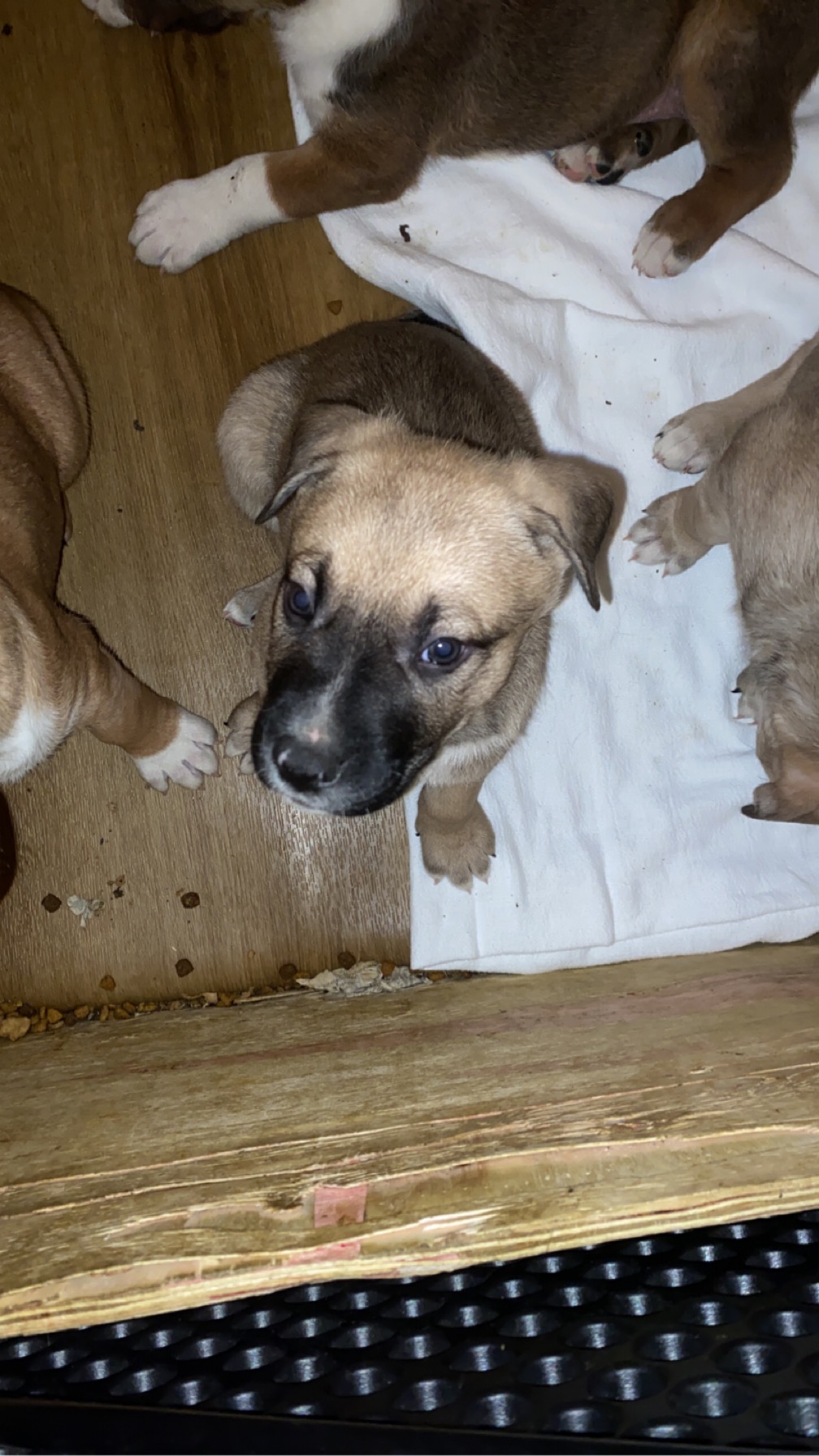 German Shepherd x Pitbull mix