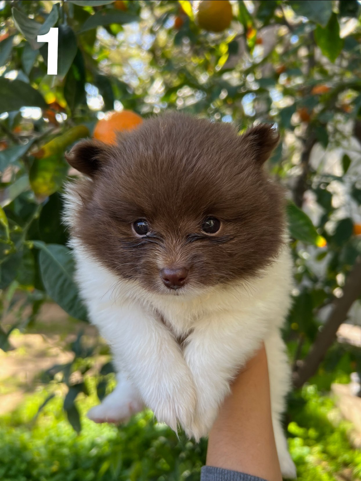 Male Pomeranian