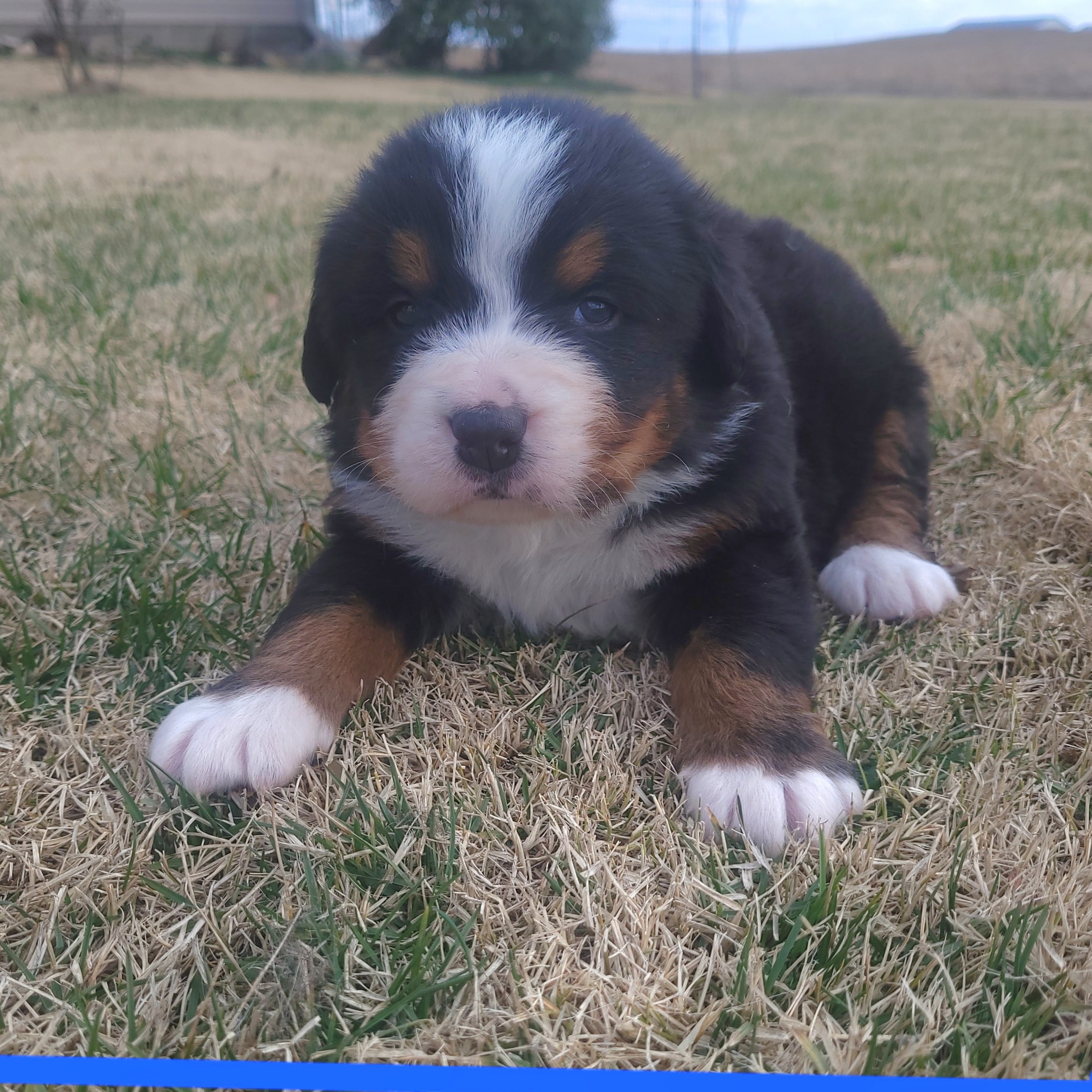 Akc registered