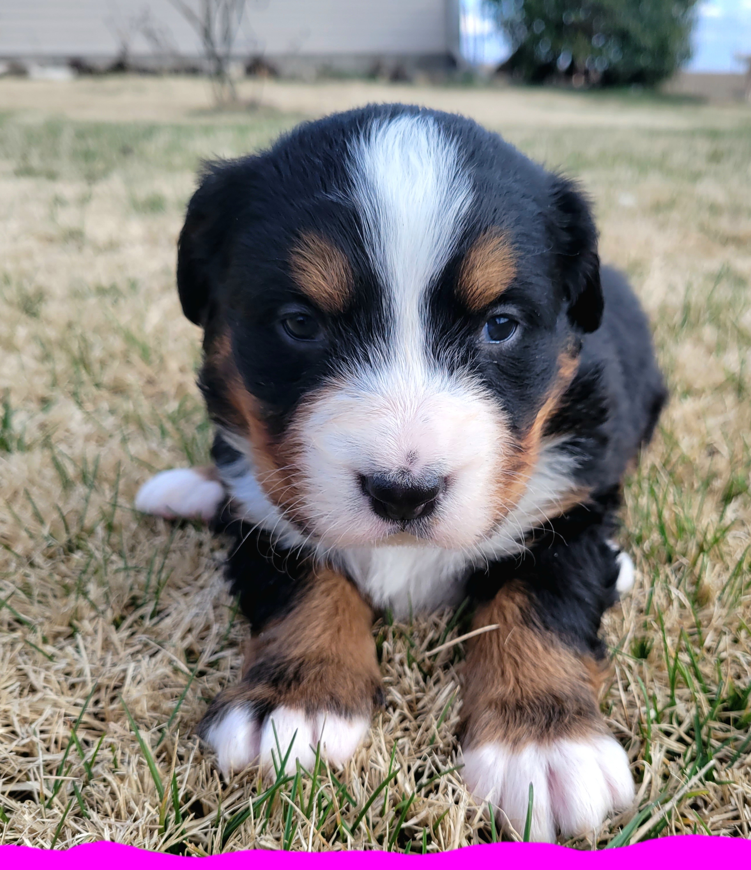 Akc registered