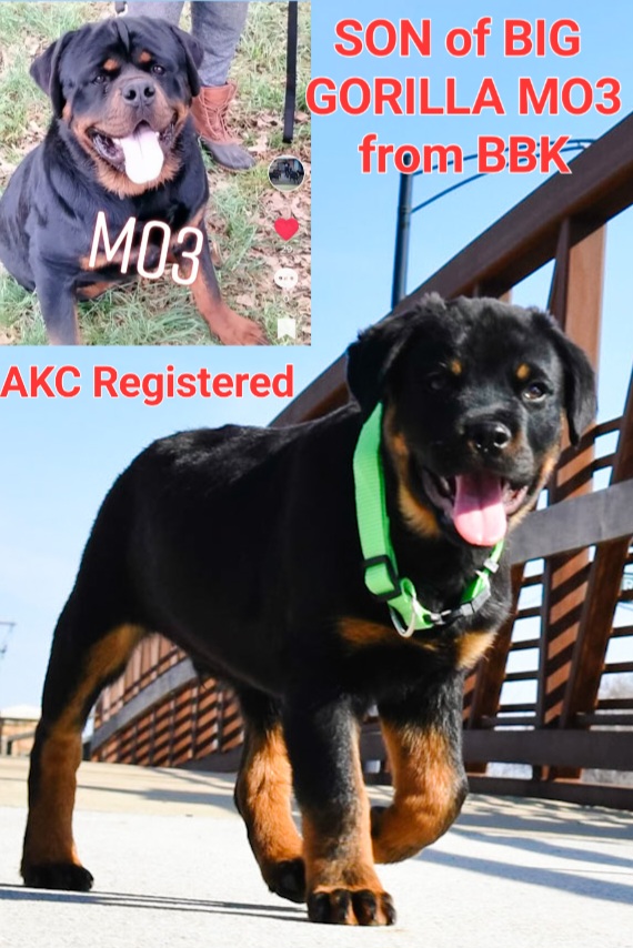 AKC Rottweiler Male Puppy
