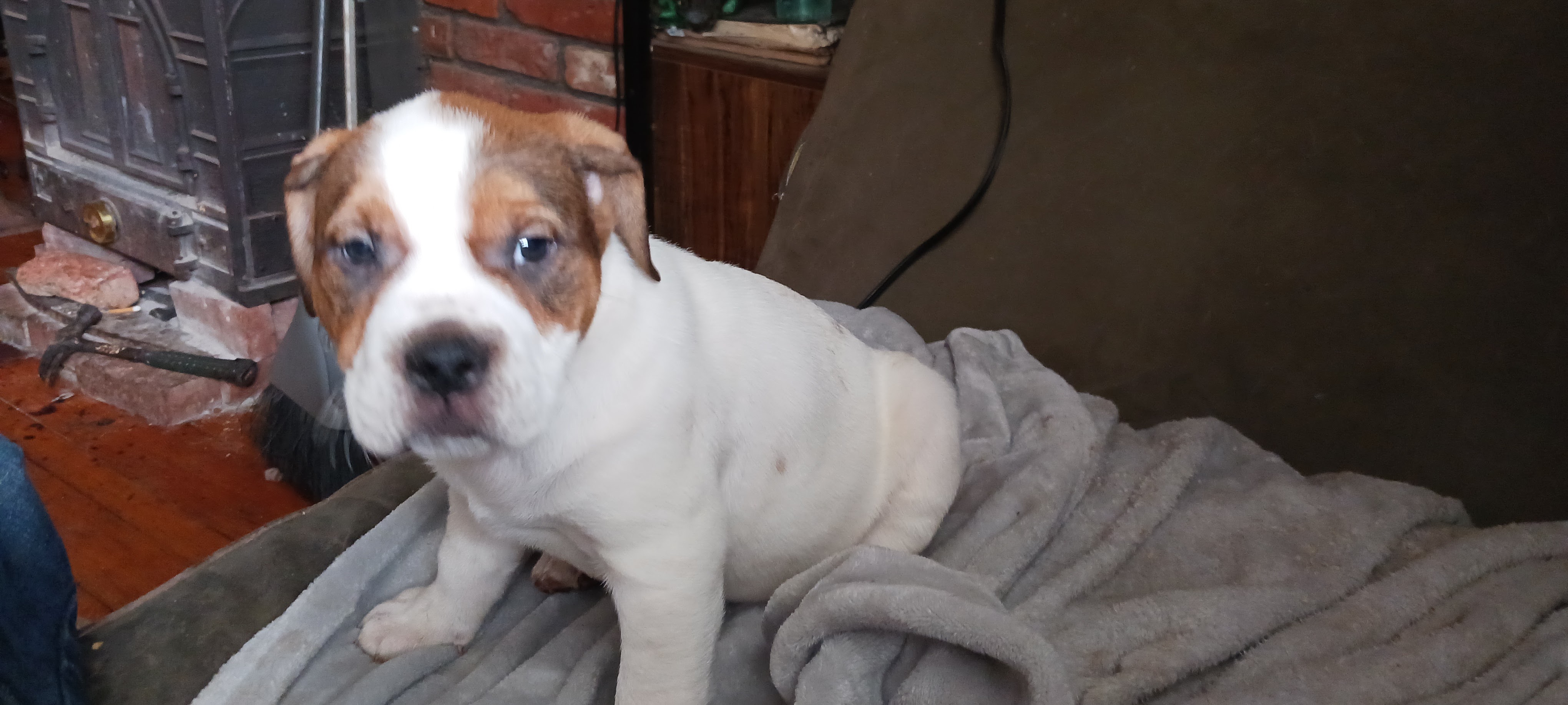 American Bully puppies!
