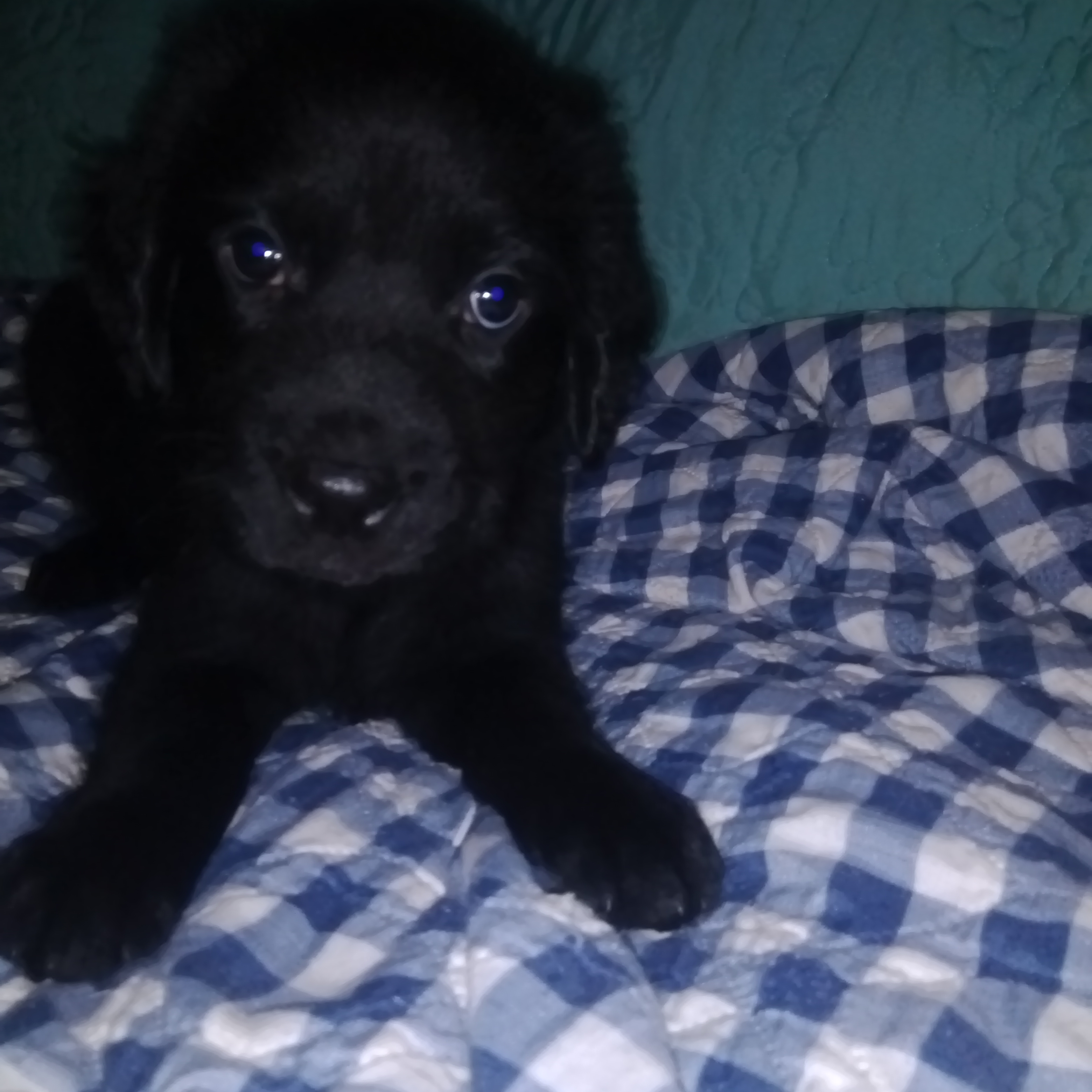 Labrador retriever mix puppies