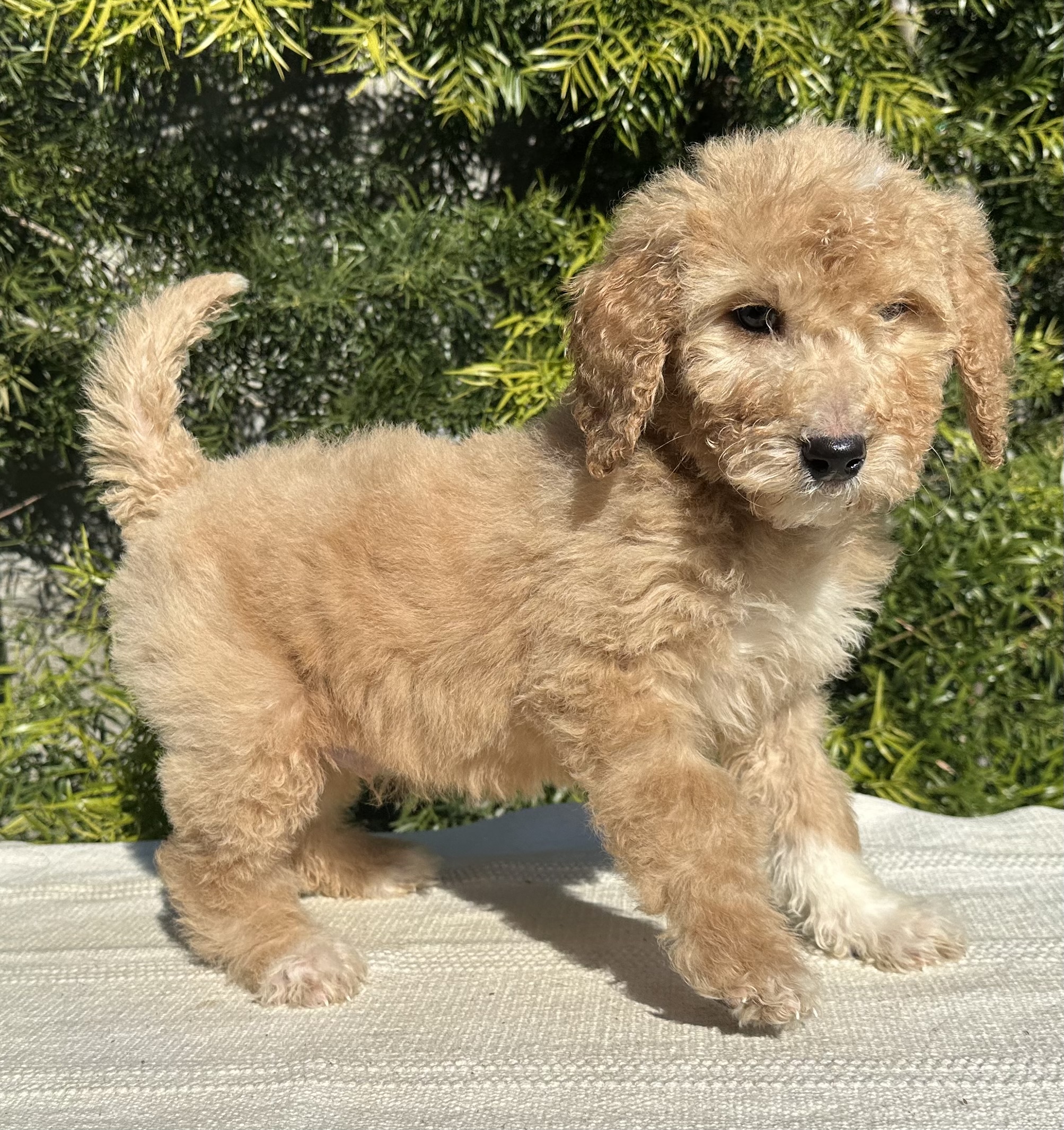 Goldendoodles F2 generation