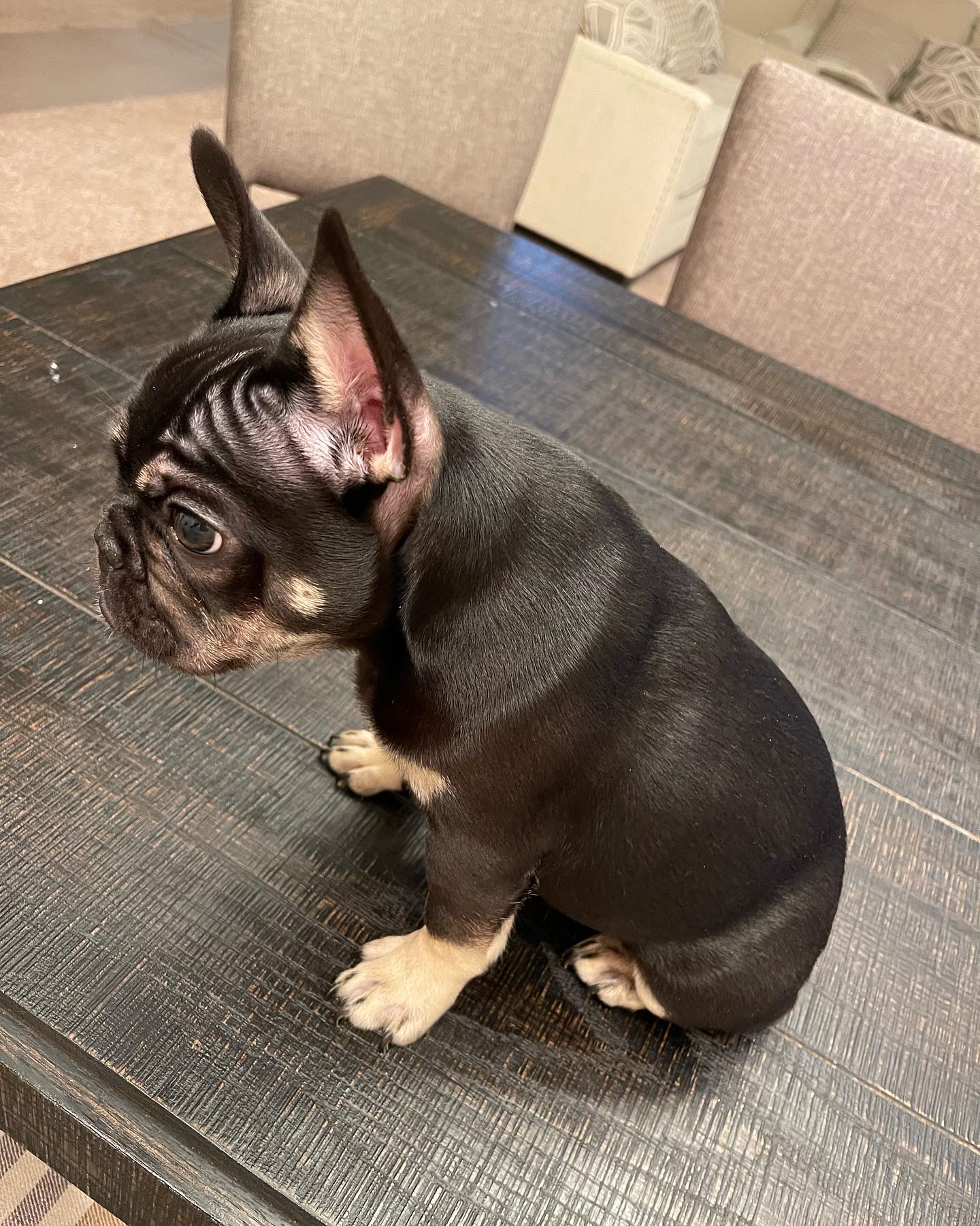 French bulldog puppy pure bred