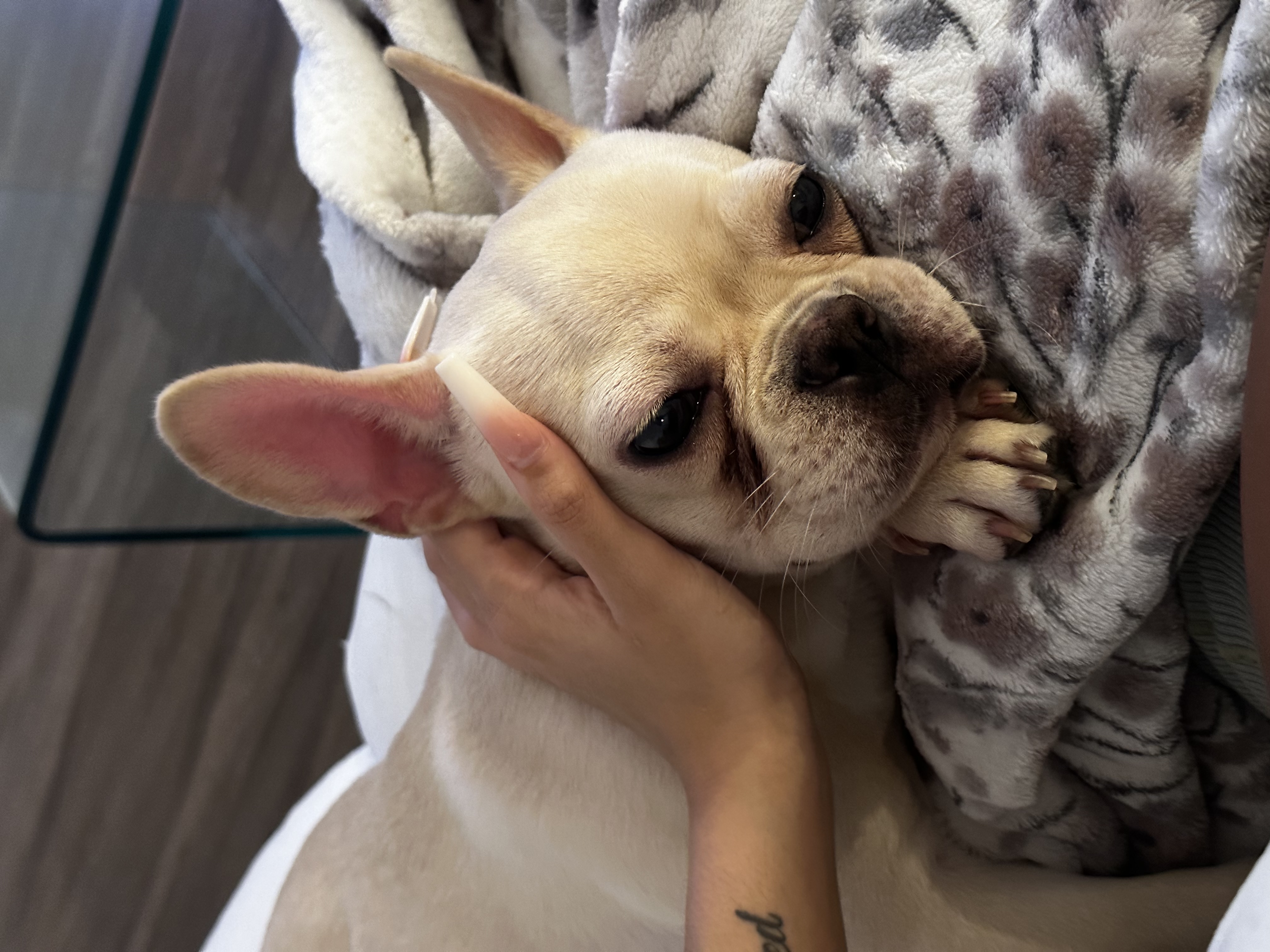 French bulldog for sale