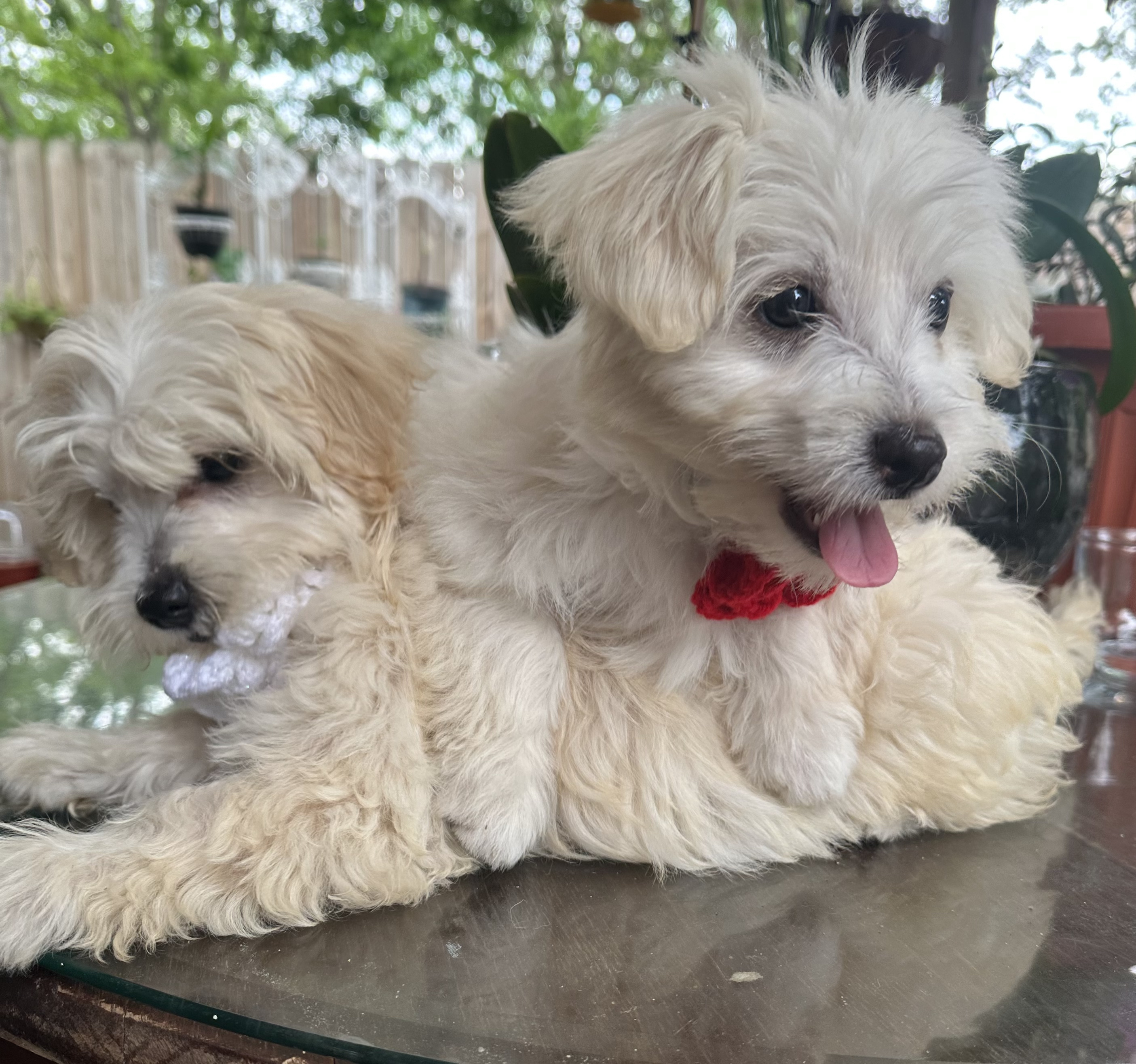 Two Maltipoo puppies with shots