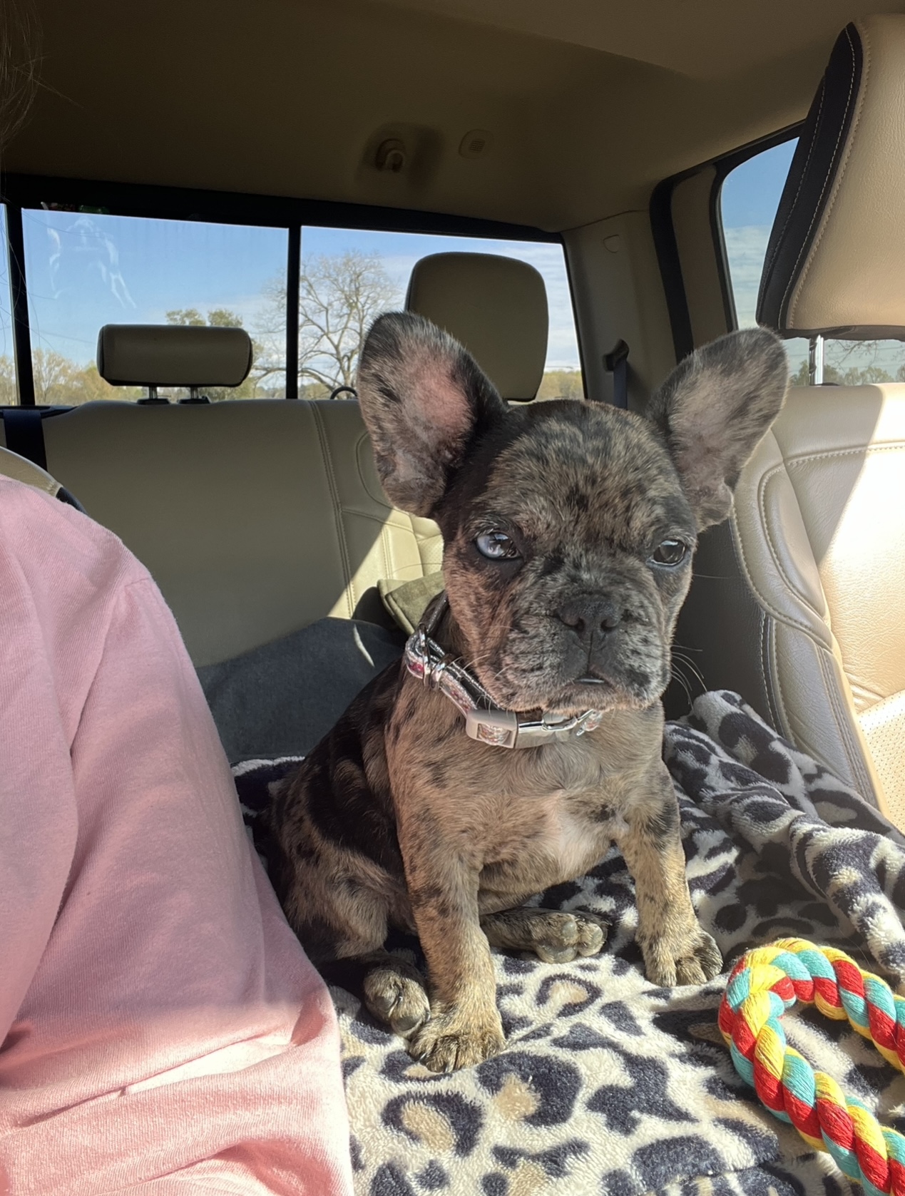 Female French bulldog puppy