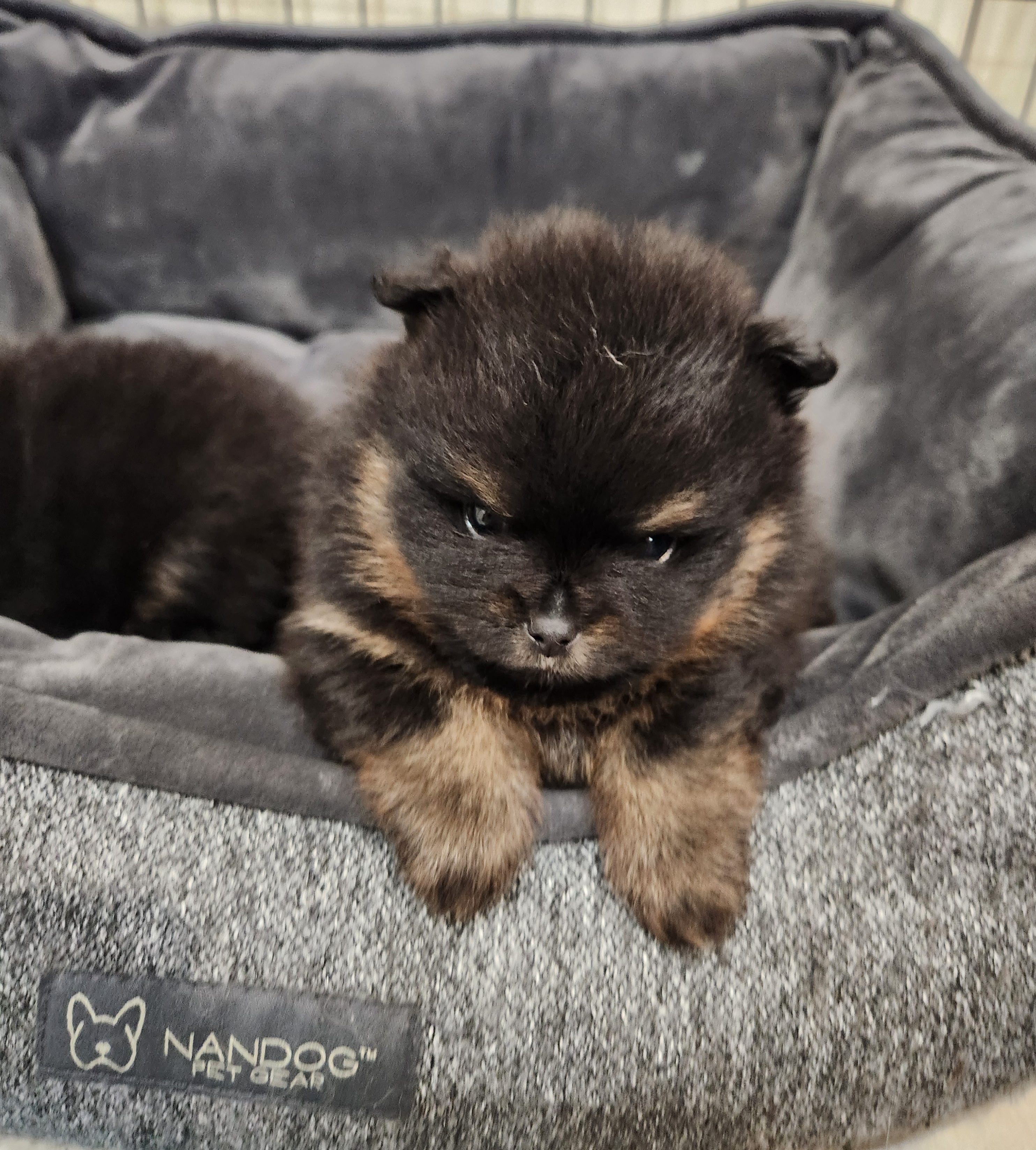 Pomeranian Puppies