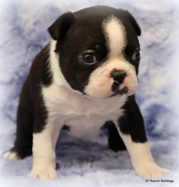 Sandy’s Litter of healthy, beautiful AKC Boston puppies