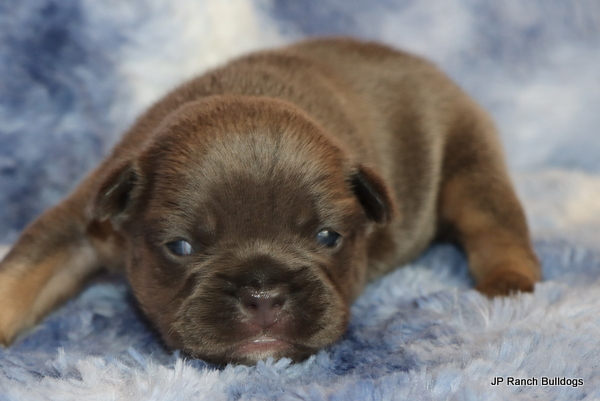 AKC French Bulldog Puppies