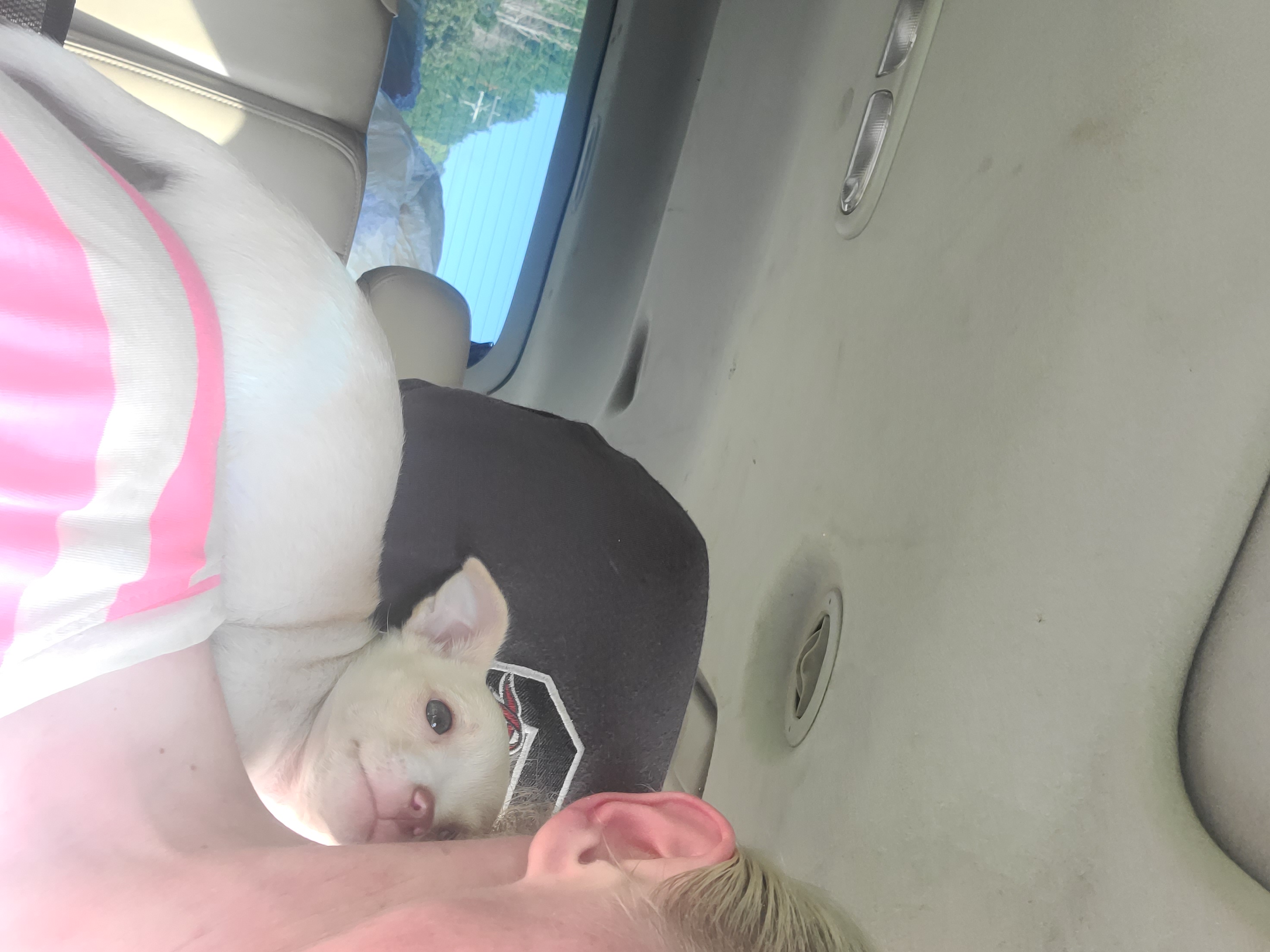 12wk Old Applehead Chihuahua Male