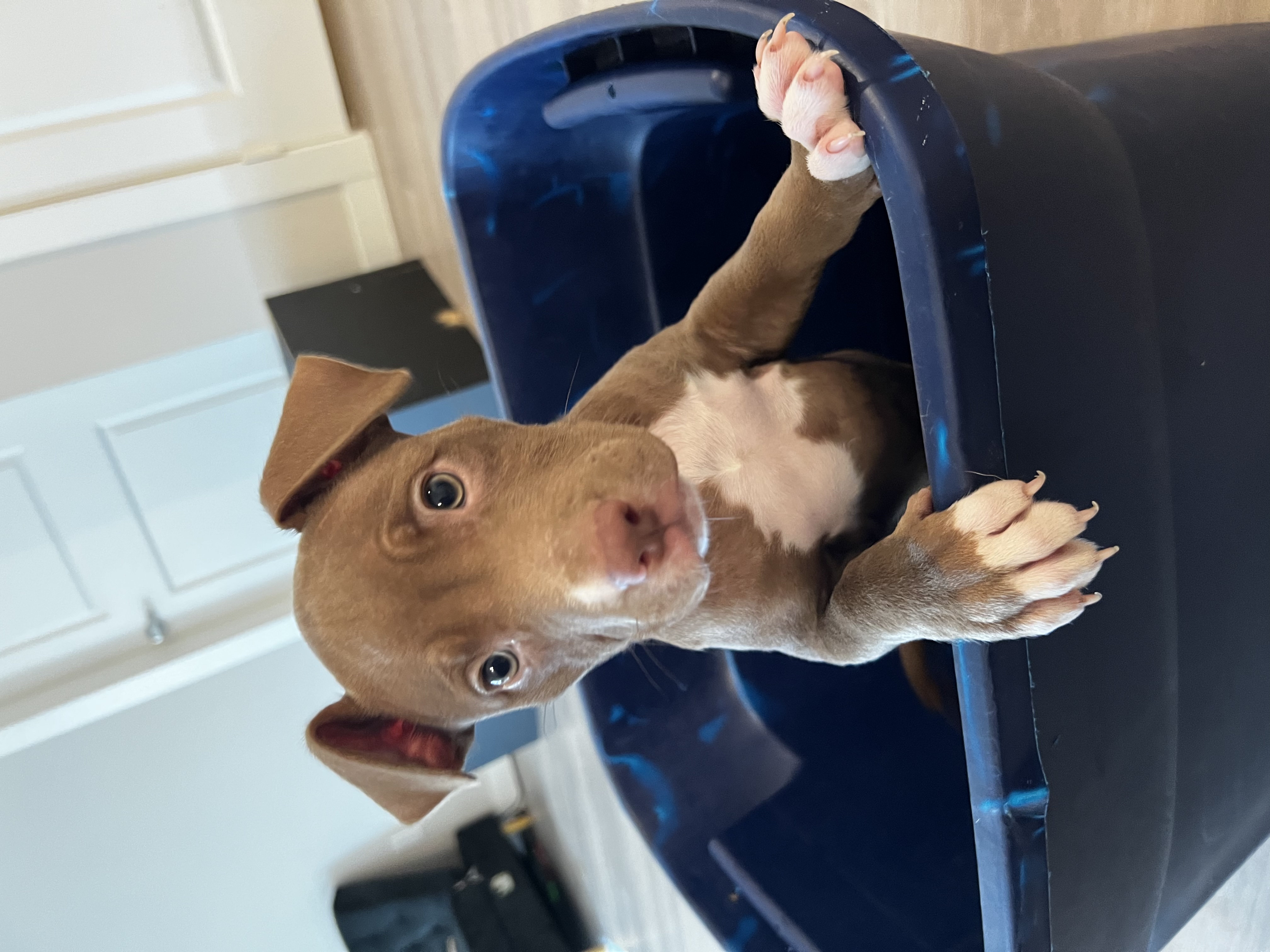 American pitbulls!