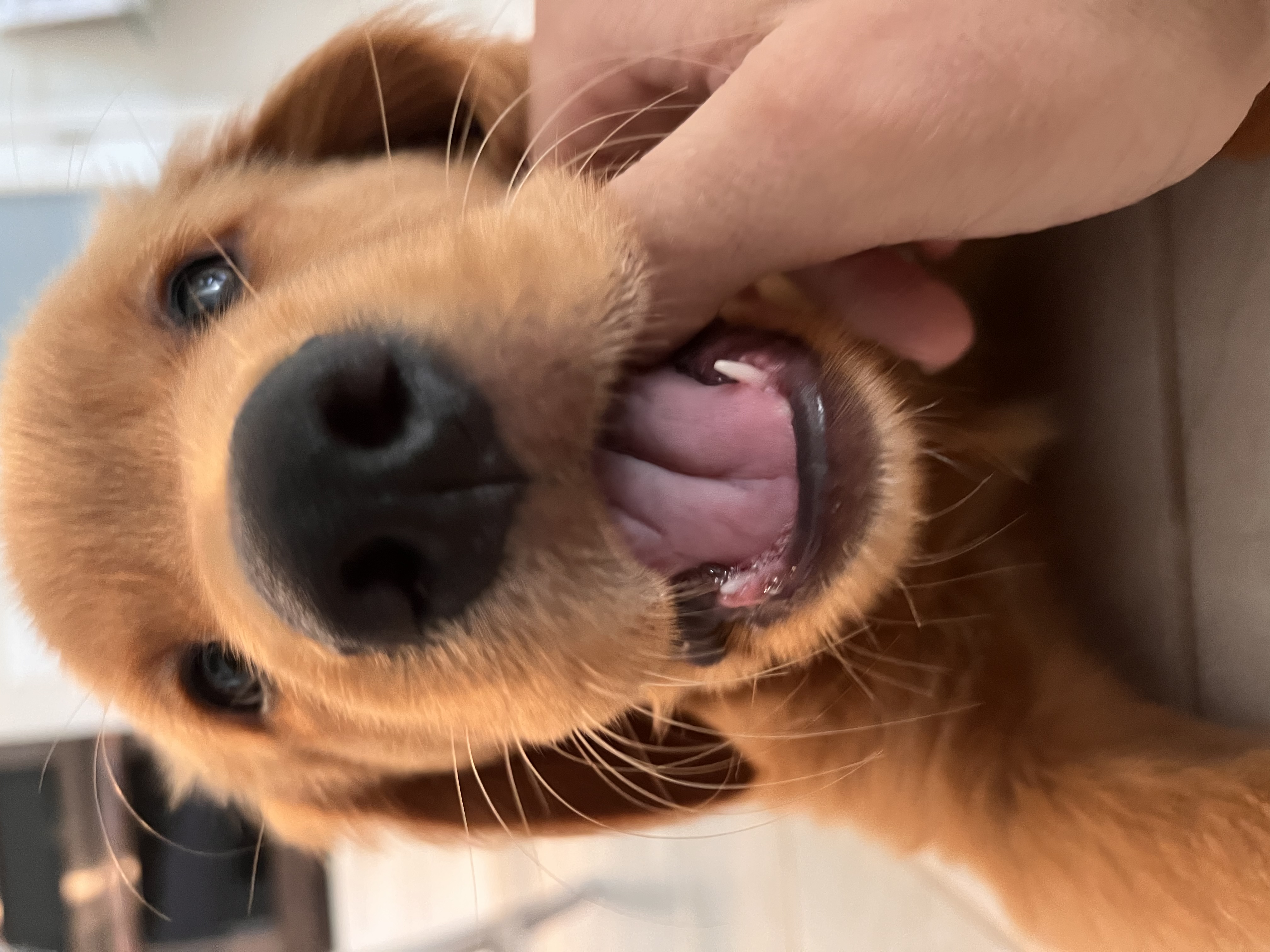 Golden Retriever pup