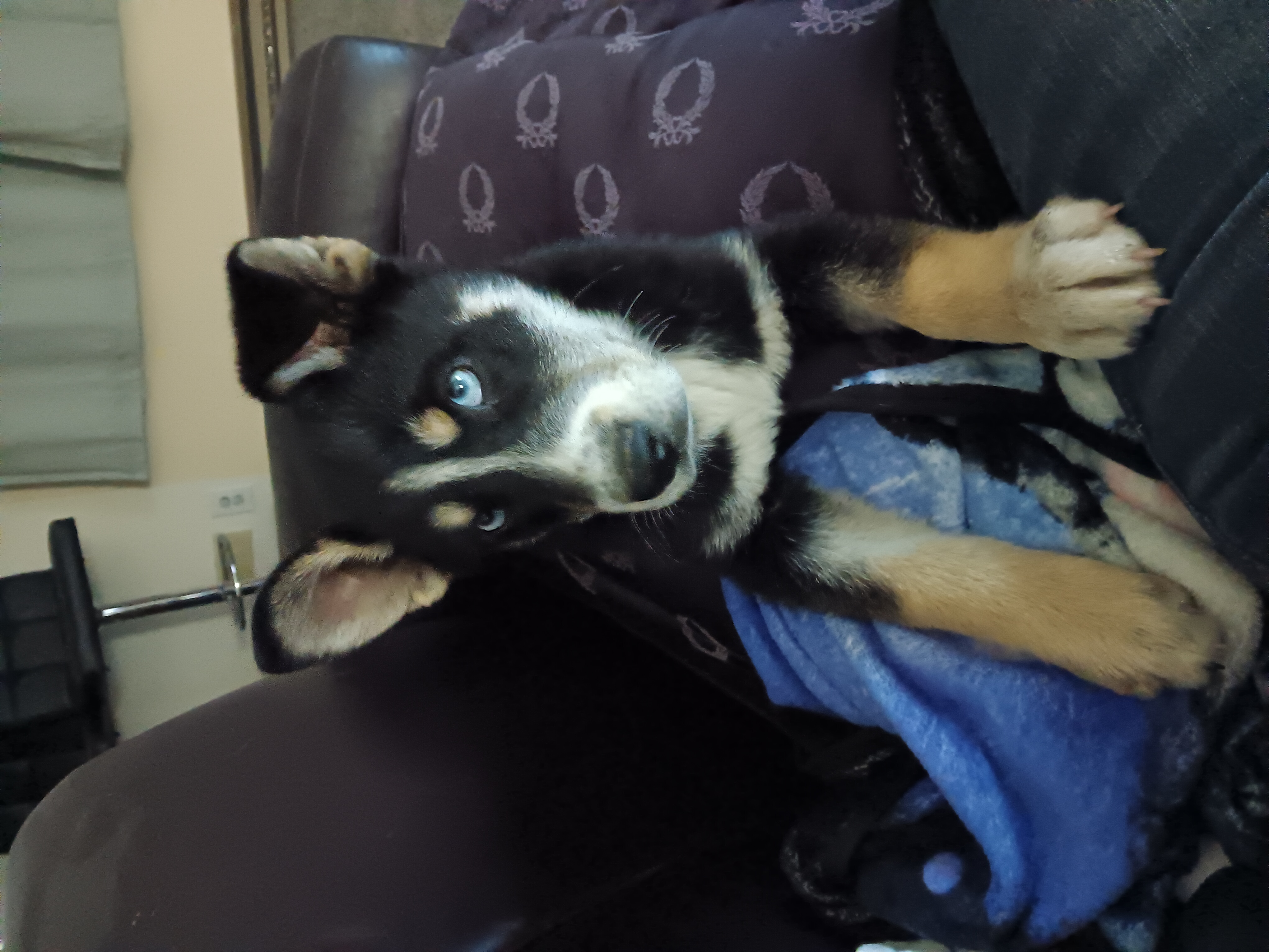 2 month old Alaskan Huskey