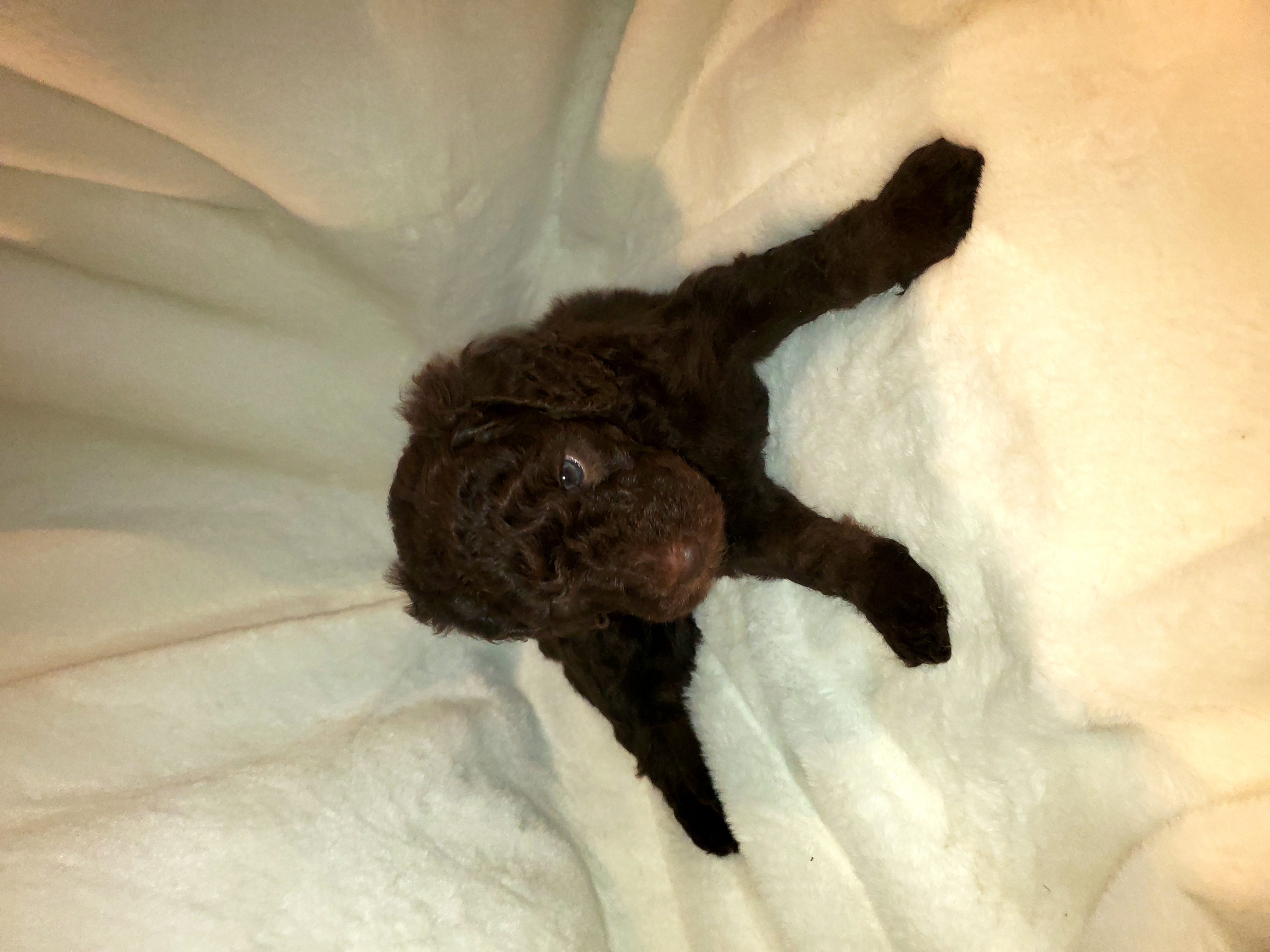 F1B goldendoodle puppies for sale TN