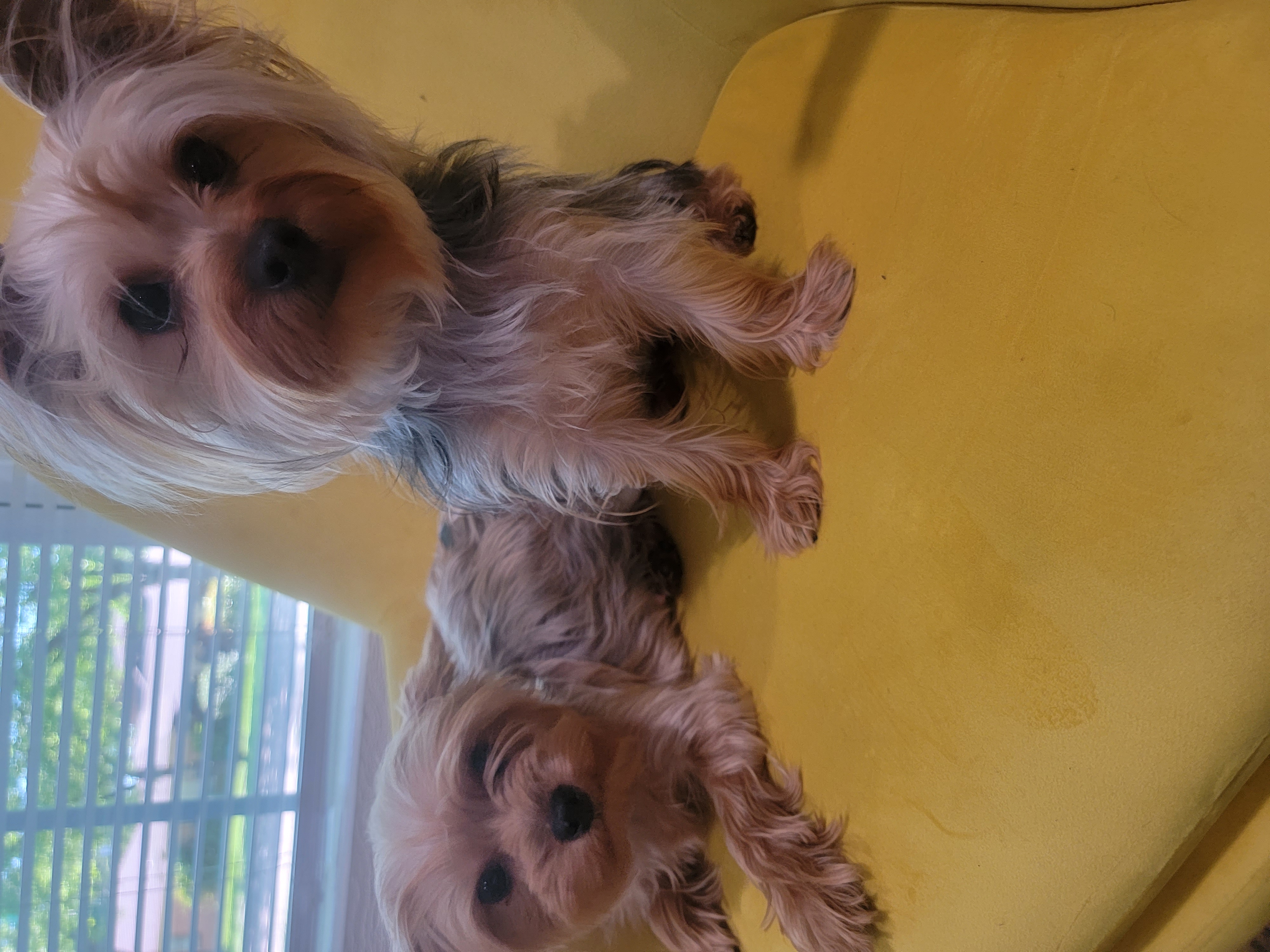 Pure Breed yorkie