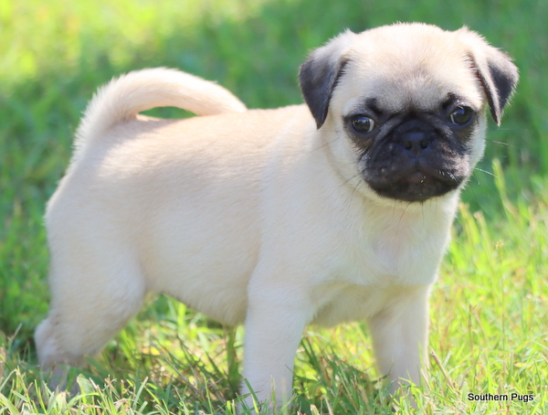 AKC Pug Puppies in Texas