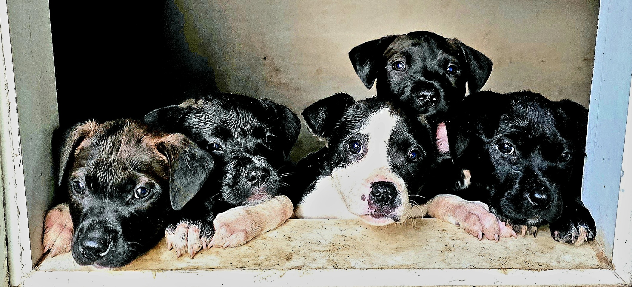 Pittie Puppies