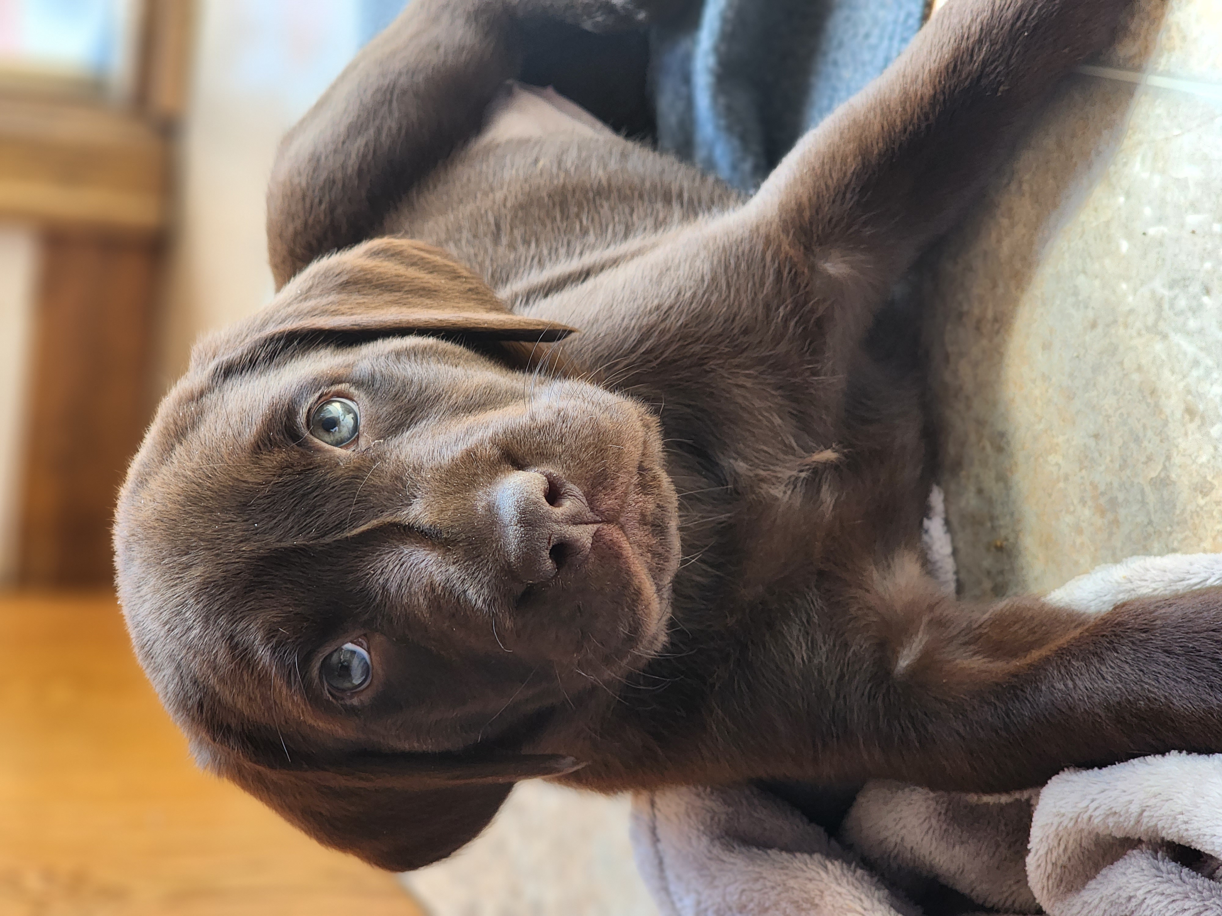 AKC Chocolate Labrador Retrievers