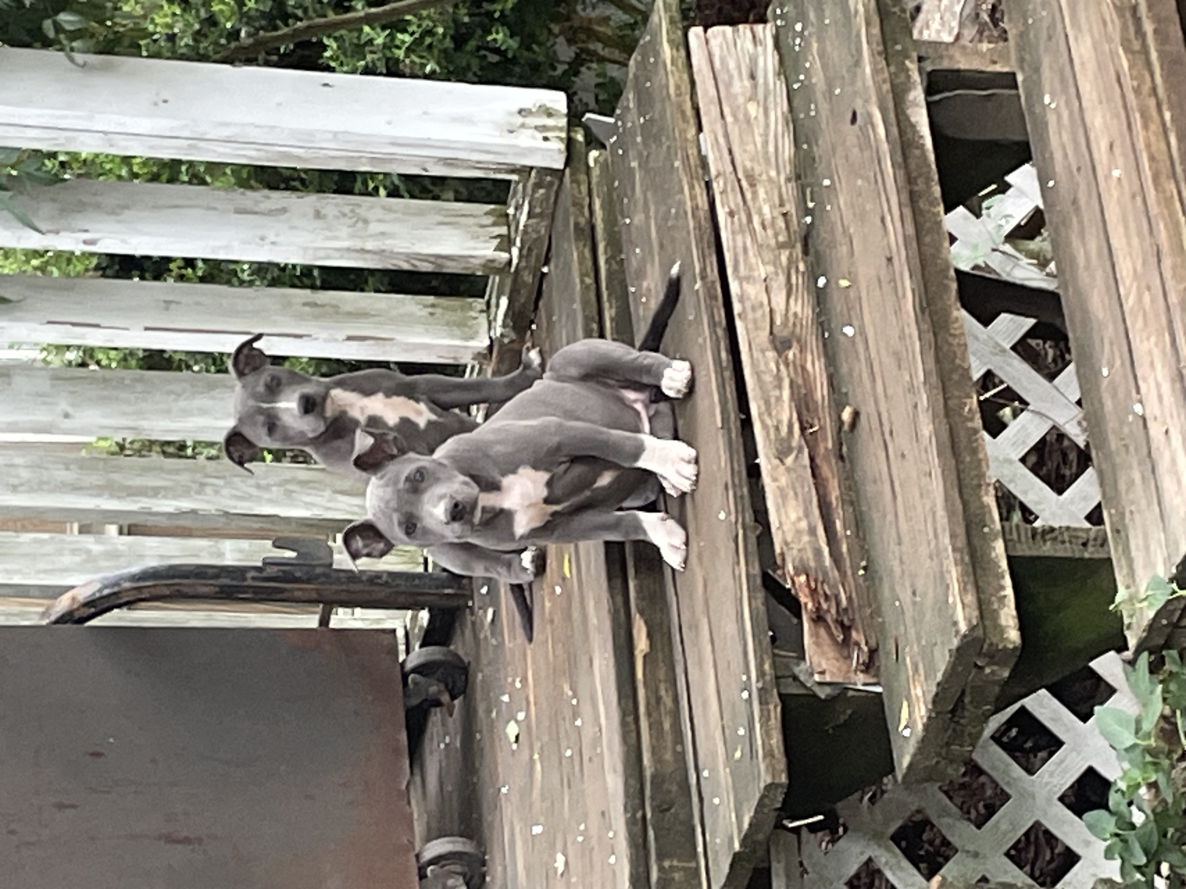 Puppies for sell