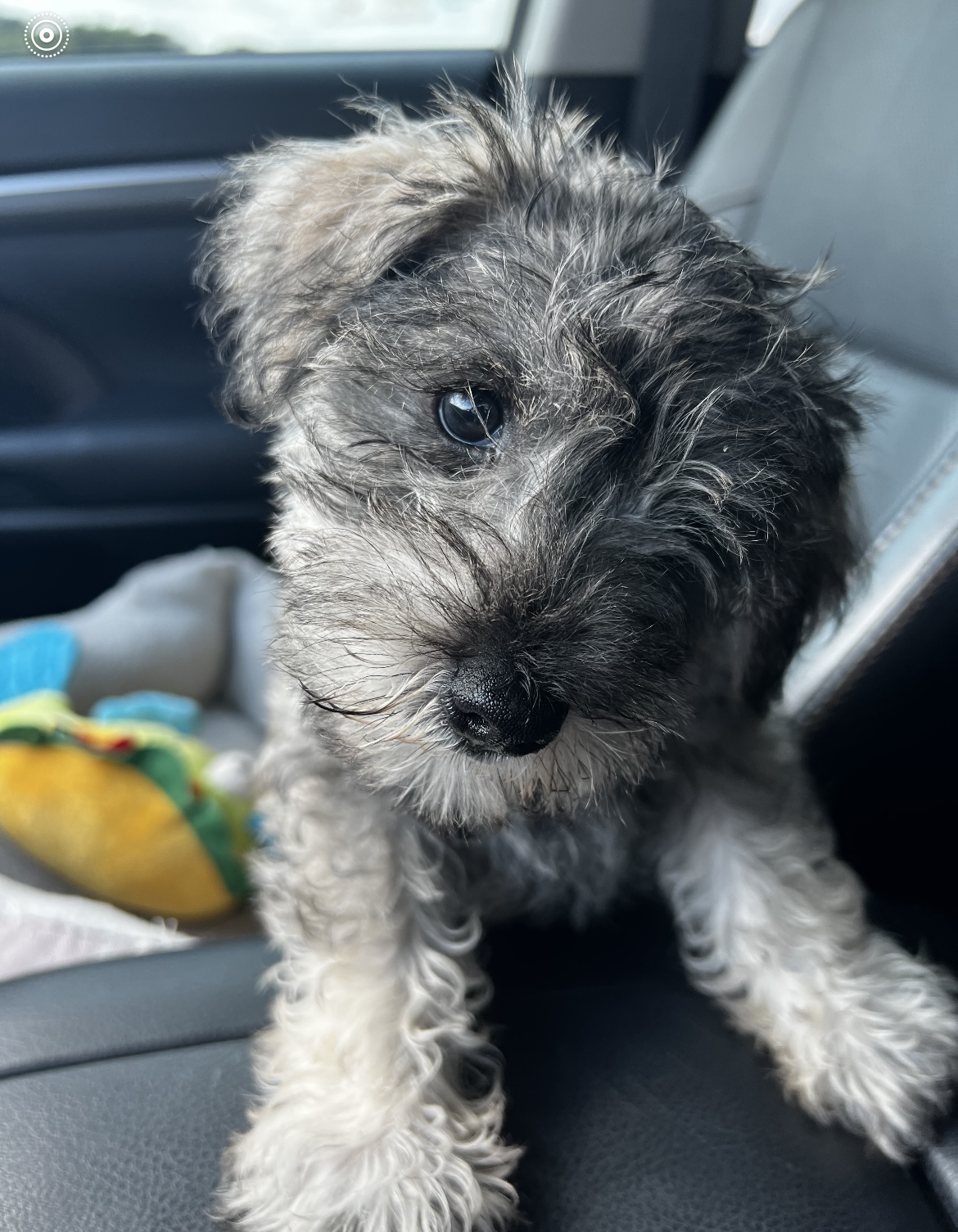 Puppy for sale