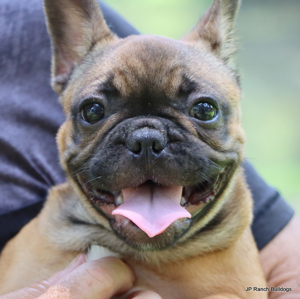 Beautiful, Health Tested AKC French Bulldog in Texas