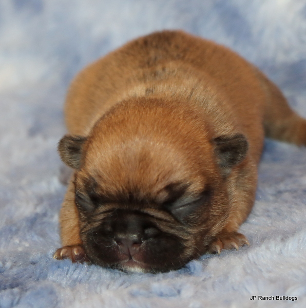 AKC Healthy and Happy French Bulldog Puppies
