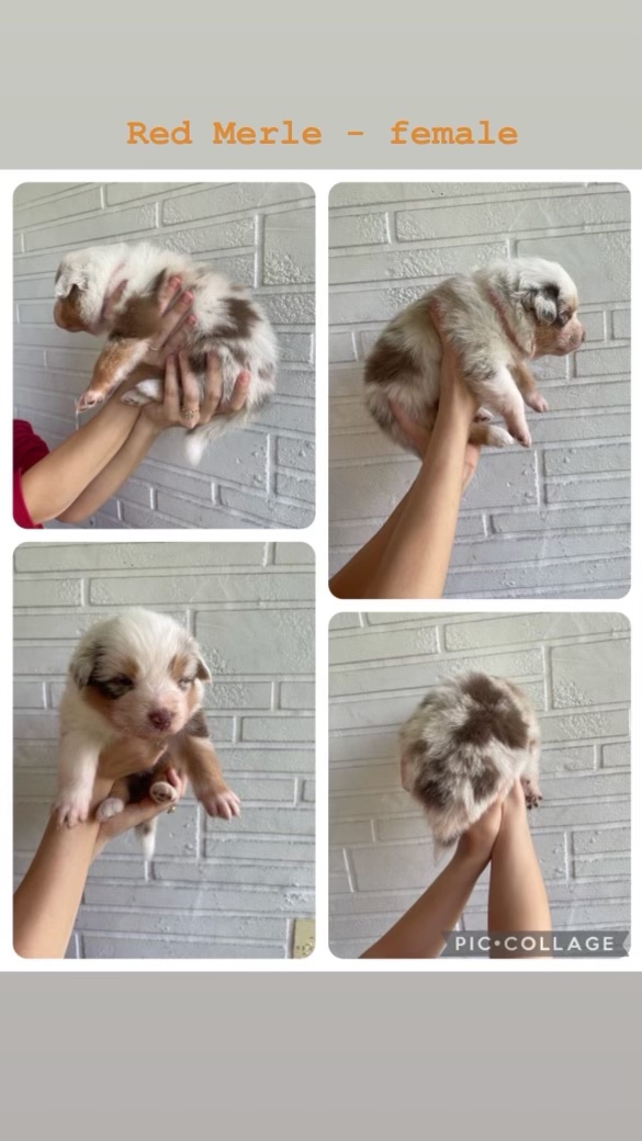 Florida AKC aussies