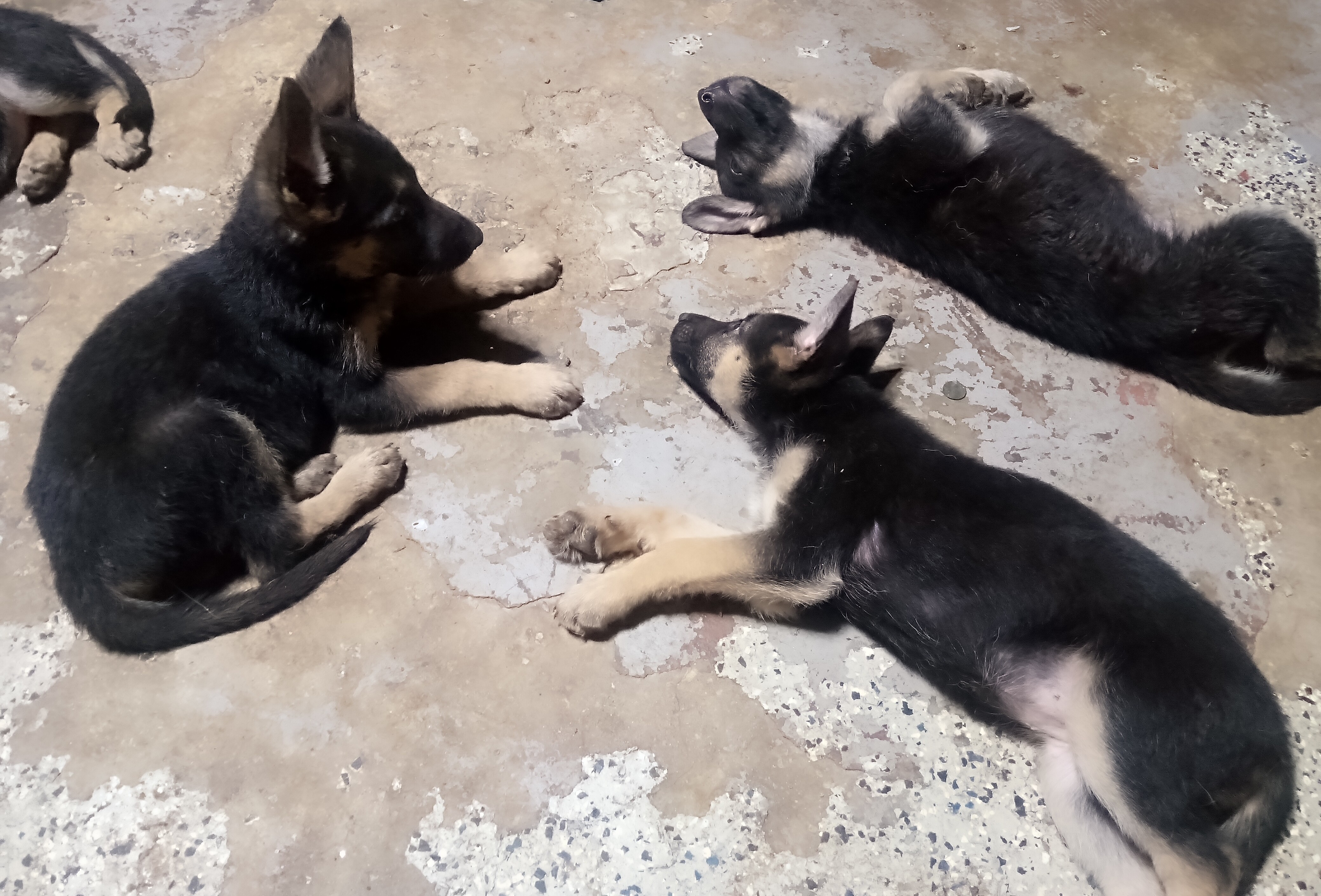 Looking For Loving Homes