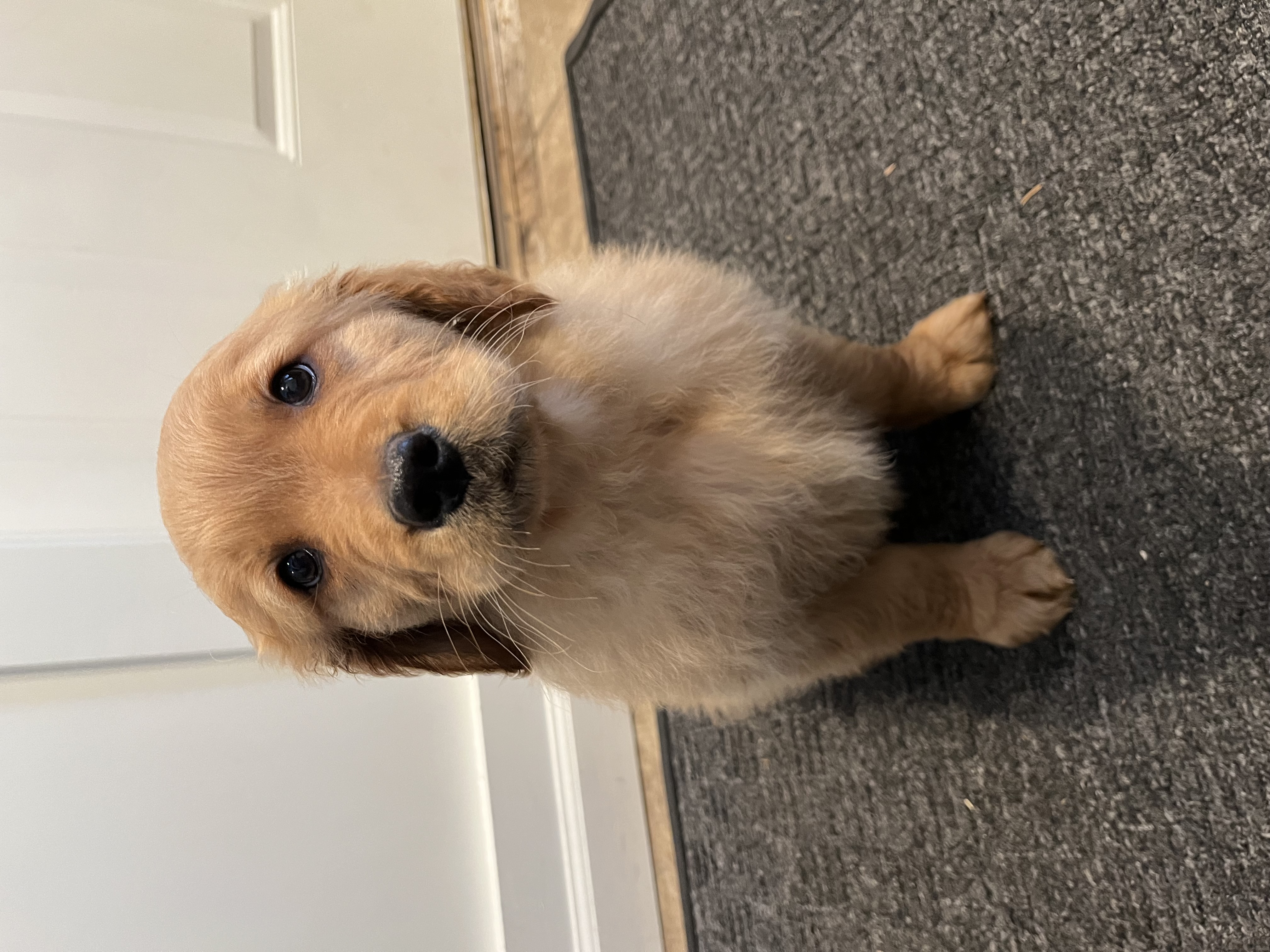 Golden puppy