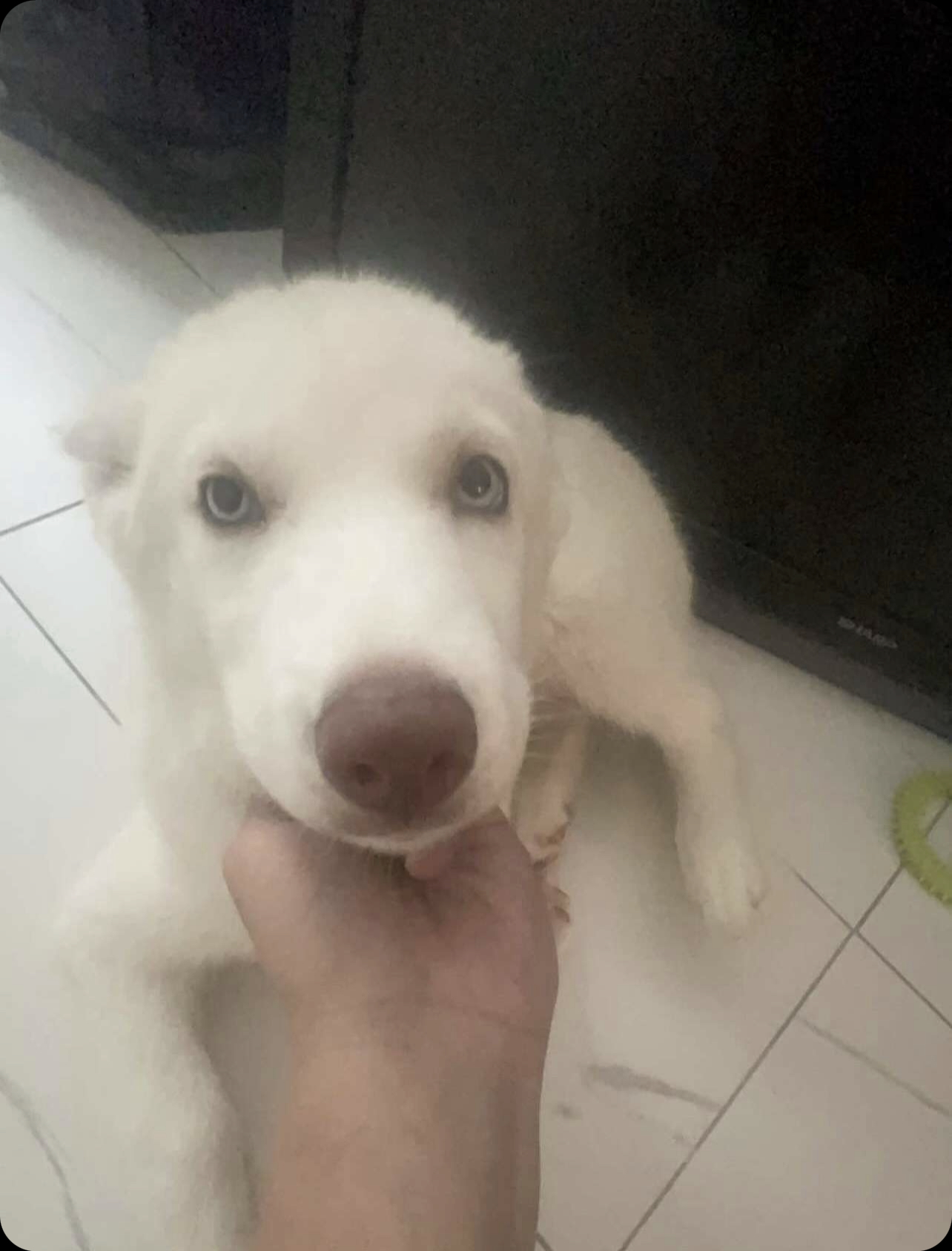Husky puppy looking for a new home