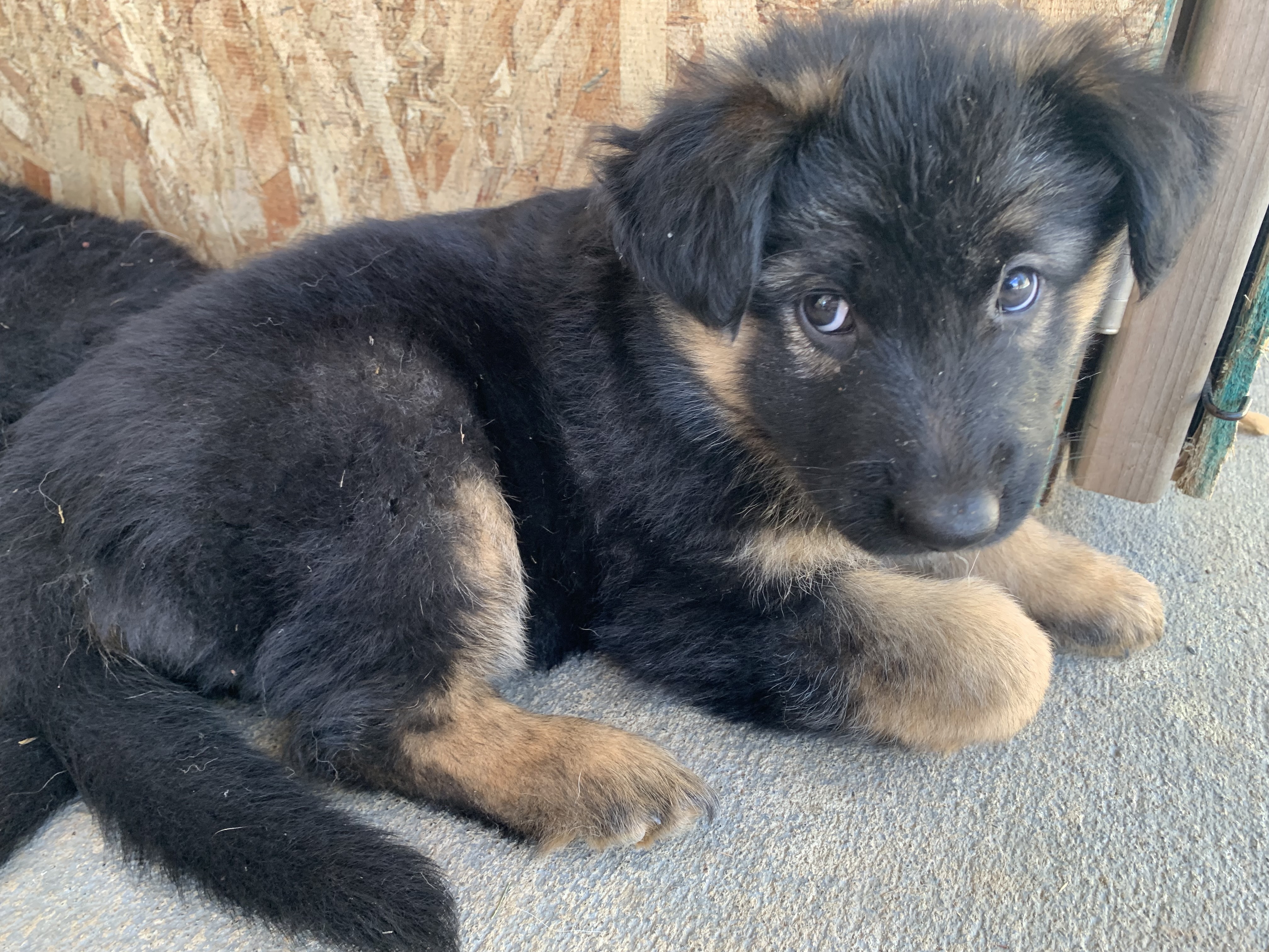 Purebred German Shepherd Puppies