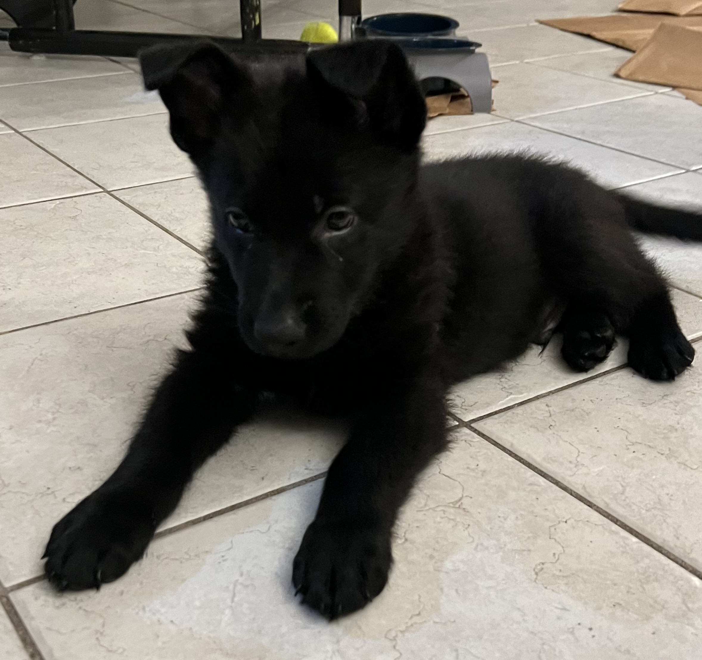 AKC pure bred German Shephard 8 weeks