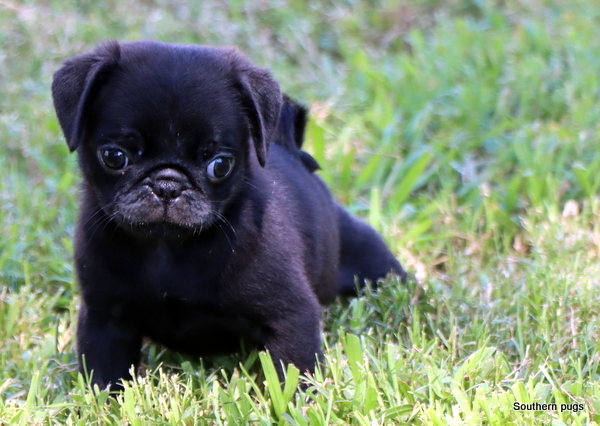 AKC Pug Puppies in Texas