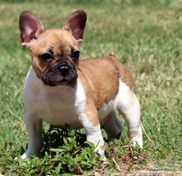 AKC Healthy and Happy French Bulldog Puppies