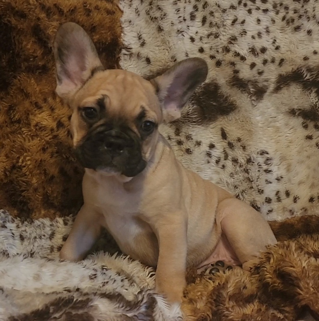 AKC French bulldog puppies