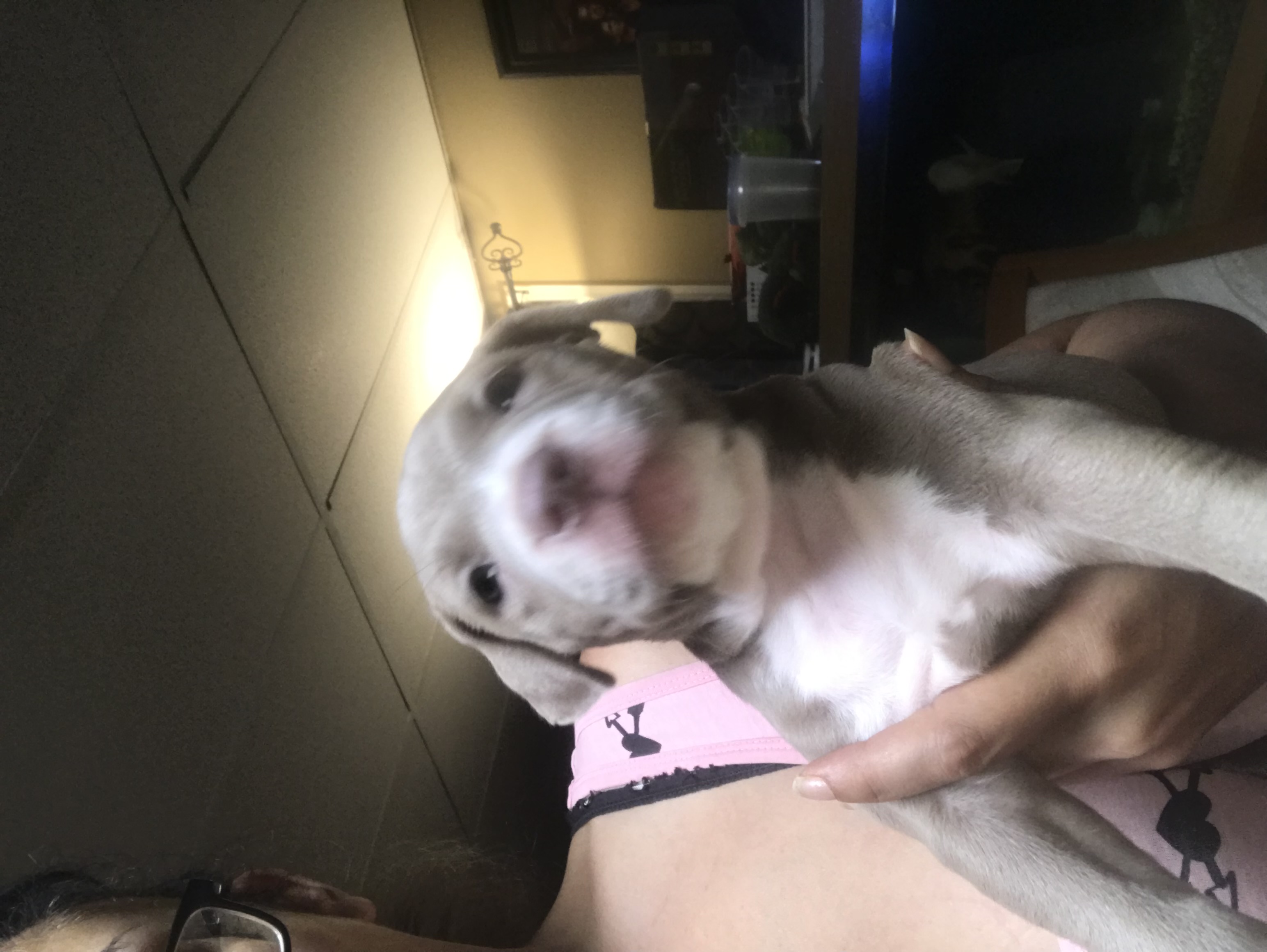 Red Nose Pitbull Puppies looking for forever homes