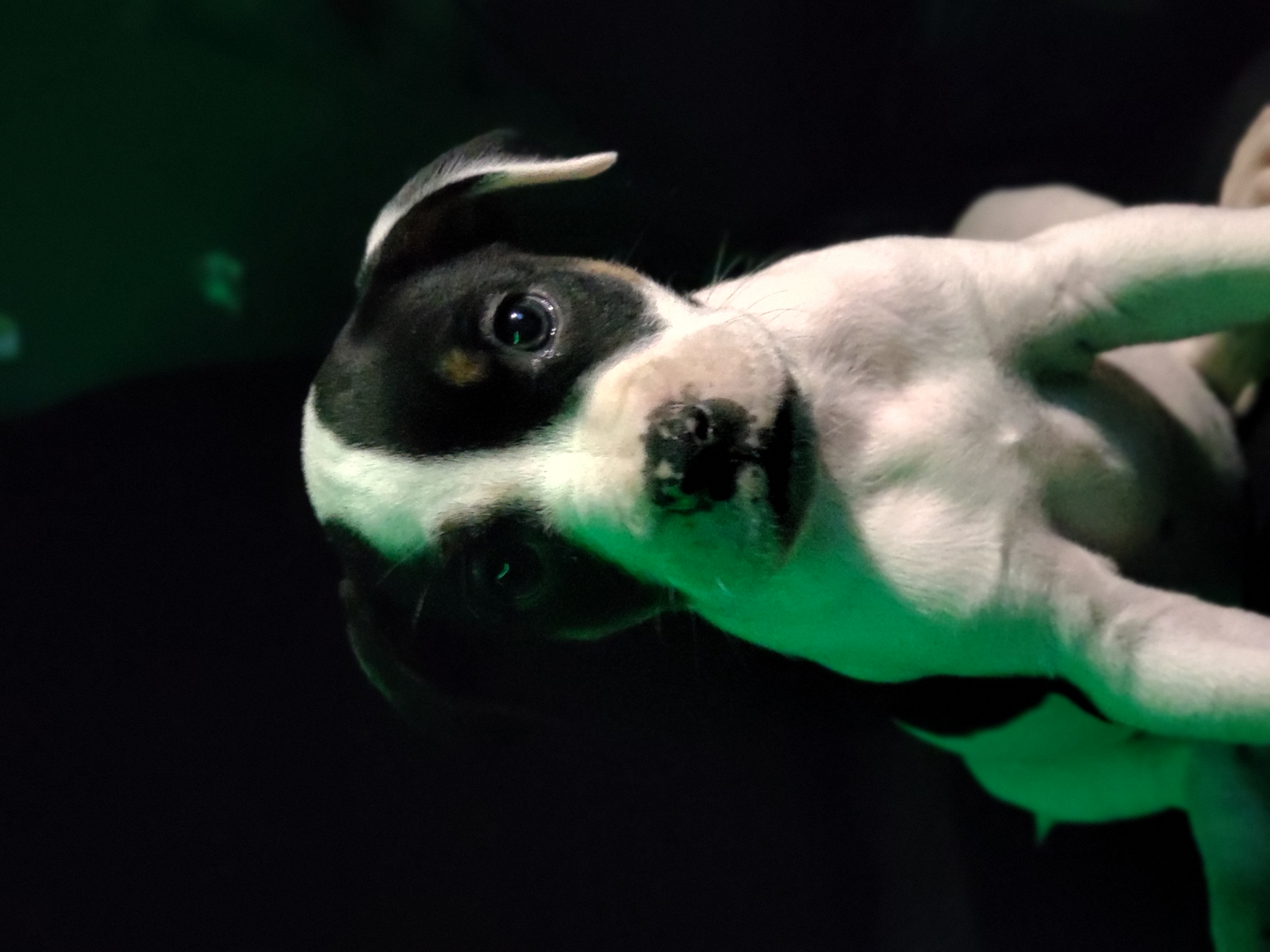 Pit pups